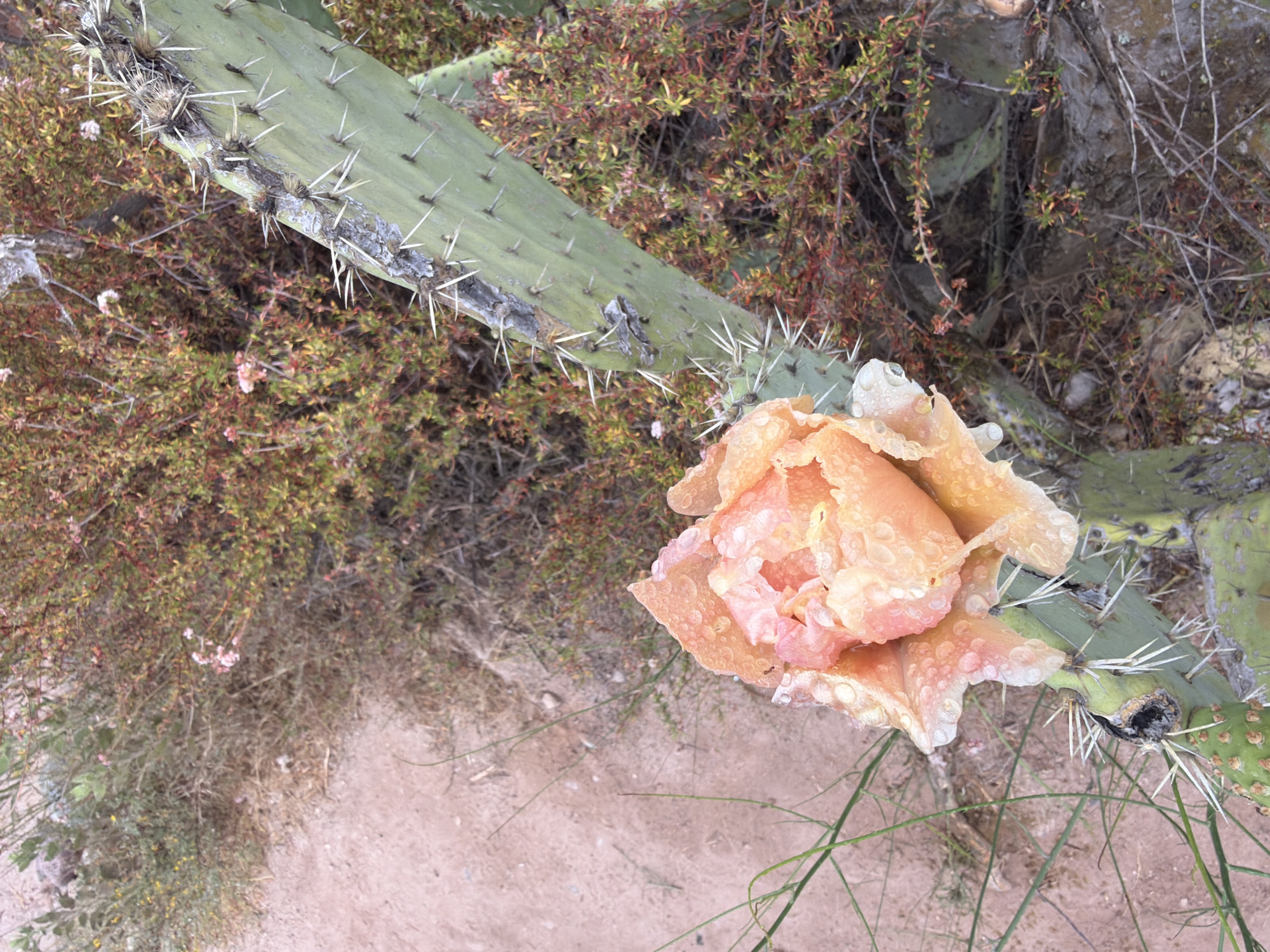 An overhead shot captures a prickly pear cactus flower in full bloom with water droplets scattered across its peach-colored petals. The flower, which appears to be shedding, is positioned on the left side of the frame, with its petals unfurling downwards. The cactus pad, covered in sharp spines, serves as its base, extending towards the right and upper portions of the image. In the background, a dense array of dry, reddish-brown brush creates a stark contrast against the vibrant flower. The ground below is a muted, sandy brown, with sparse, thin green grass blades emerging from it. The scene is set in a natural, outdoor environment, likely in Lake Forest, California, given the arid vegetation.