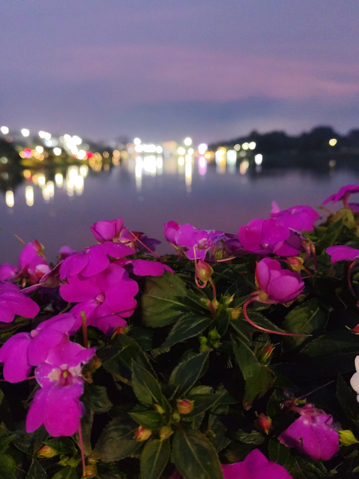 The image captures a view of pink impatiens flowers in the foreground, with a lake and blurred cityscape in the background. The location appears to be Da Lat, Vietnam, likely near Xuan Huong Lake, based on the urban lights reflecting in the water and the overall atmosphere. The sky is a mix of pink and blue, suggesting dusk or dawn. The flowers are in focus, with their green foliage providing contrast. The background is out of focus, showing street lights and buildings on the opposite shore of the lake. There are no people visible in the image.