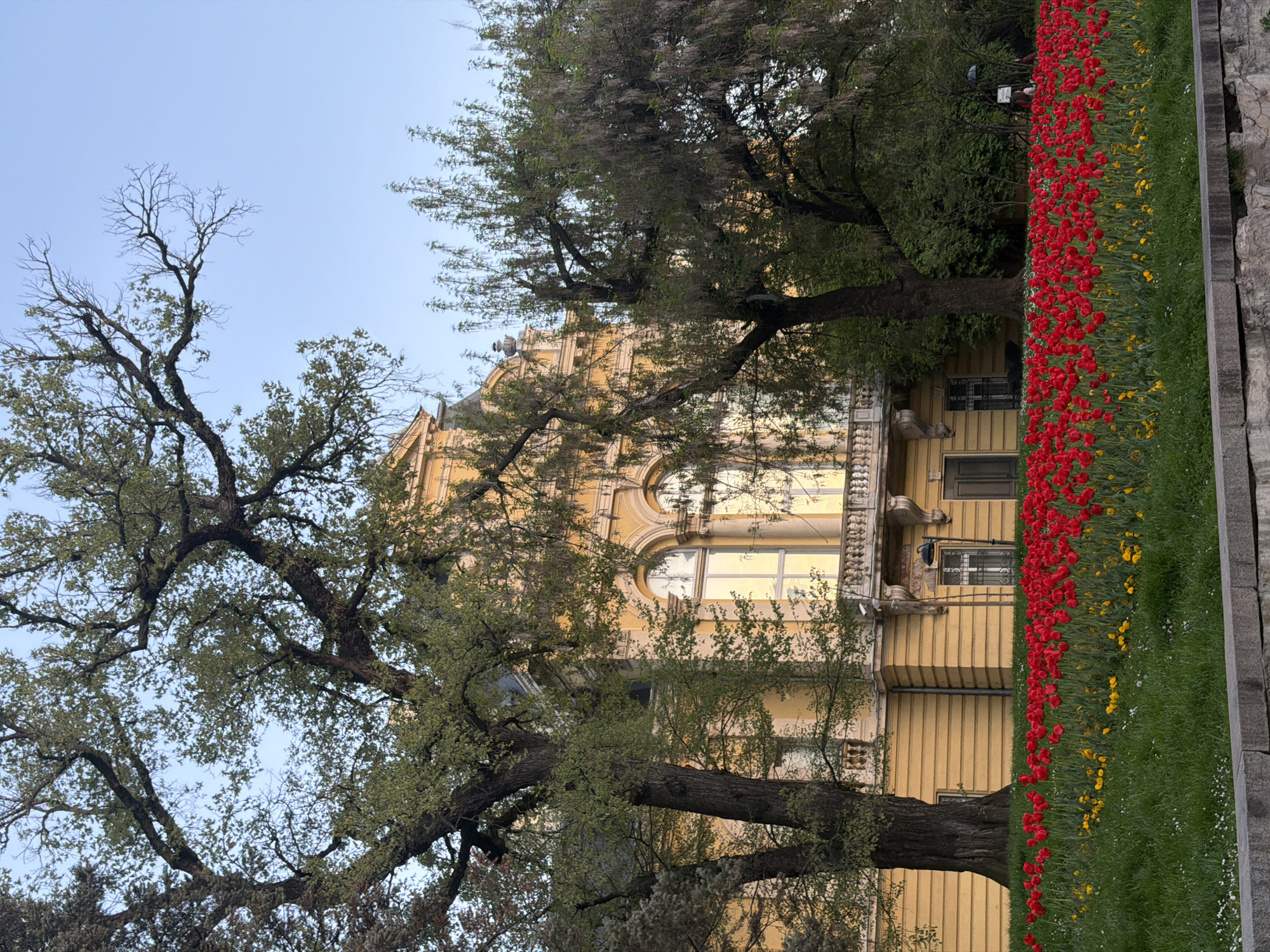 The image depicts a vertical outdoor shot with a yellow building partially obscured by trees, a flowerbed, and the sky. The building has architectural details on the upper portion, including arched windows, trim, and possibly statues. The building has at least two visible stories.
The trees on the left are bare-branched while the trees on the right have some foliage. A flowerbed with rows of red and yellow tulips is on the right side, bordering a sidewalk made of grey slabs. The sky is light blue and largely free of clouds.
The location is likely in Sofia, Bulgaria.