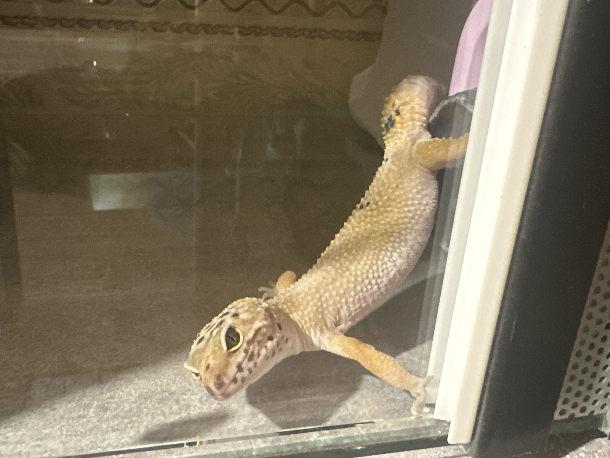 A leopard gecko (Eublepharis macularius) is observed inside a glass terrarium, located in Moscow, Russia. The gecko, displaying a granular light tan and yellow body with scattered dark brown spots on its head and the base of its plump tail, is positioned vertically. Its head is raised and tilted slightly to the left, with its dark, prominent eyes directed upwards and left. Its front two limbs are pressed against the clear glass front panel of the enclosure, while its hind limbs rest on an unseen surface within the terrarium. The interior background of the enclosure is a textured, muted grey-brown surface. The lower section of the terrarium features a white horizontal bar situated above a black base with circular perforations. Partially visible behind the gecko's posterior are a curved light pink object and a dark grey, irregular object, likely habitat accessories. Reflections on the glass indicate an indoor environment with ambient lighting, including a patterned curtain visible in the background reflection.