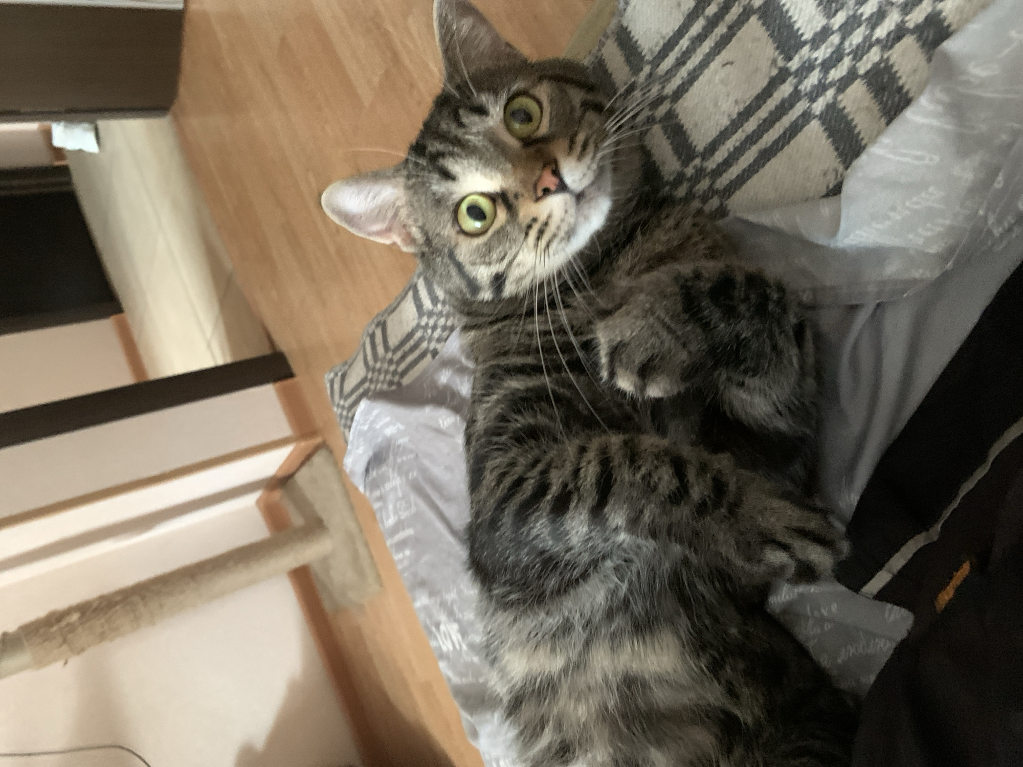 A tabby cat with large, bright green eyes is lying on a patterned blanket. The cat's fur is a mix of gray, black, and brown stripes. Its head is turned towards the camera, and its mouth is slightly open. In the background, a beige scratching post is visible against a cream-colored wall. The floor is made of light-colored wood. The scene appears to be an indoor domestic setting. There is no information available about the specific location in Stavropol, Russia.