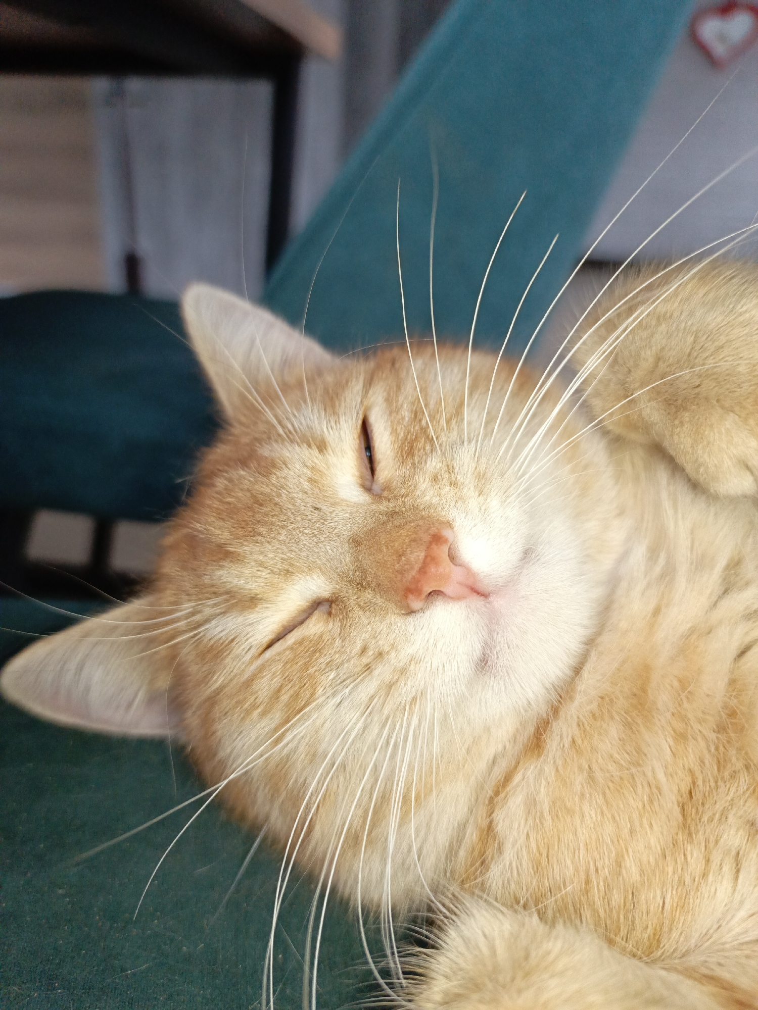 A close-up photograph depicts a ginger cat sleeping on a green chair. The cat's eyes are partially closed, and its whiskers are prominent. The background includes a teal-colored object and the edge of a table. There is a small heart decoration on the wall. The location is unknown and cannot be determined to be Noviy, Russia, based on the visual information available.