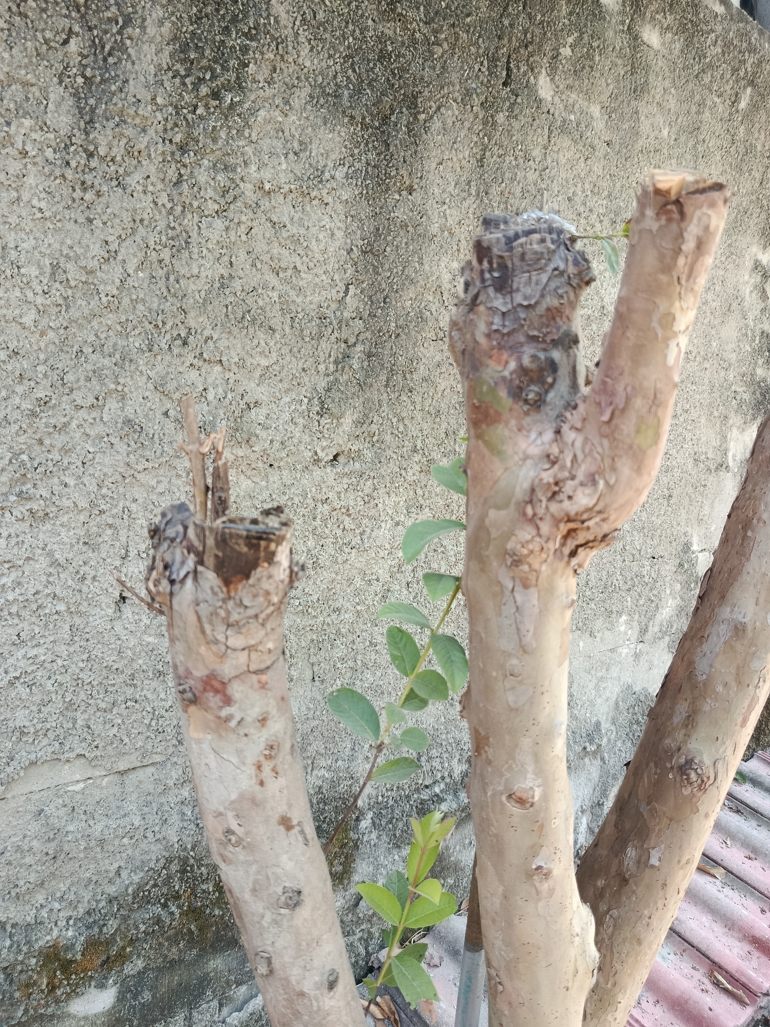 The image depicts several cut tree trunks in front of a rough, textured concrete wall. The trunks are light brown and appear to be from a deciduous tree, with some newer green shoots emerging from the older wood. One trunk on the left is significantly damaged at the top, with rough, peeling bark and a hollowed-out center. Another trunk to the right splits into two branches, also showing rough bark texture. A third trunk extends diagonally from the right side of the frame. Small, green leaves are visible on some of the new growth. The background wall is mottled with grey and white tones, showing signs of weathering. A portion of a red tiled roof is visible at the bottom right of the image. The scene appears to be outdoors, possibly in a garden or yard, with the concrete wall suggesting an urban or semi-urban environment. The specific location is the city of Wanasari, Indonesia, suggesting a tropical or subtropical climate where such vegetation and building materials are common.