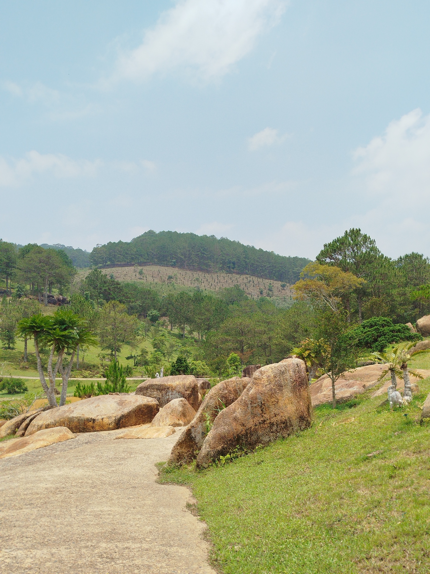 This image presents a serene natural landscape, likely a park or a scenic mountainous area, bathed in bright daylight under a pale blue sky with scattered, wispy white clouds.
A light-colored path, appearing to be concrete or packed earth, curves gently from the immediate foreground towards the left side of the middle ground. Large, irregularly shaped boulders, displaying earthy tones of reddish-brown and accents of grey-green from what appears to be lichen, are scattered prominently along the path and across the grassy areas.
Lush green grass covers the ground on either side of the path, with a particularly noticeable grassy slope rising on the right, leading up to more rocks and vegetation. The landscape is rich with trees of various species. Dense pine forests dominate the background, covering undulating hills that stretch across the horizon. On one of these distant hills, distinct rows of smaller, newly planted trees are visible, suggesting agricultural activity or reforestation. In the mid-ground and foreground, a mix of trees is present, including unique palm-like trees with multiple slender trunks positioned on the left side of the path. Smaller bushes and shrubs fill the spaces between larger elements, contributing to the vibrant greenery.
The scene conveys a sense of tranquility and natural beauty. The absence of people or specific activities emphasizes the peaceful, untouched quality of the environment. The clear sky and bright, even lighting suggest it is late morning or early afternoon. The diverse flora and rugged rock formations are consistent with natural parks found in regions like Đa Nghịt 1, Vietnam. No visible text is present in the image.