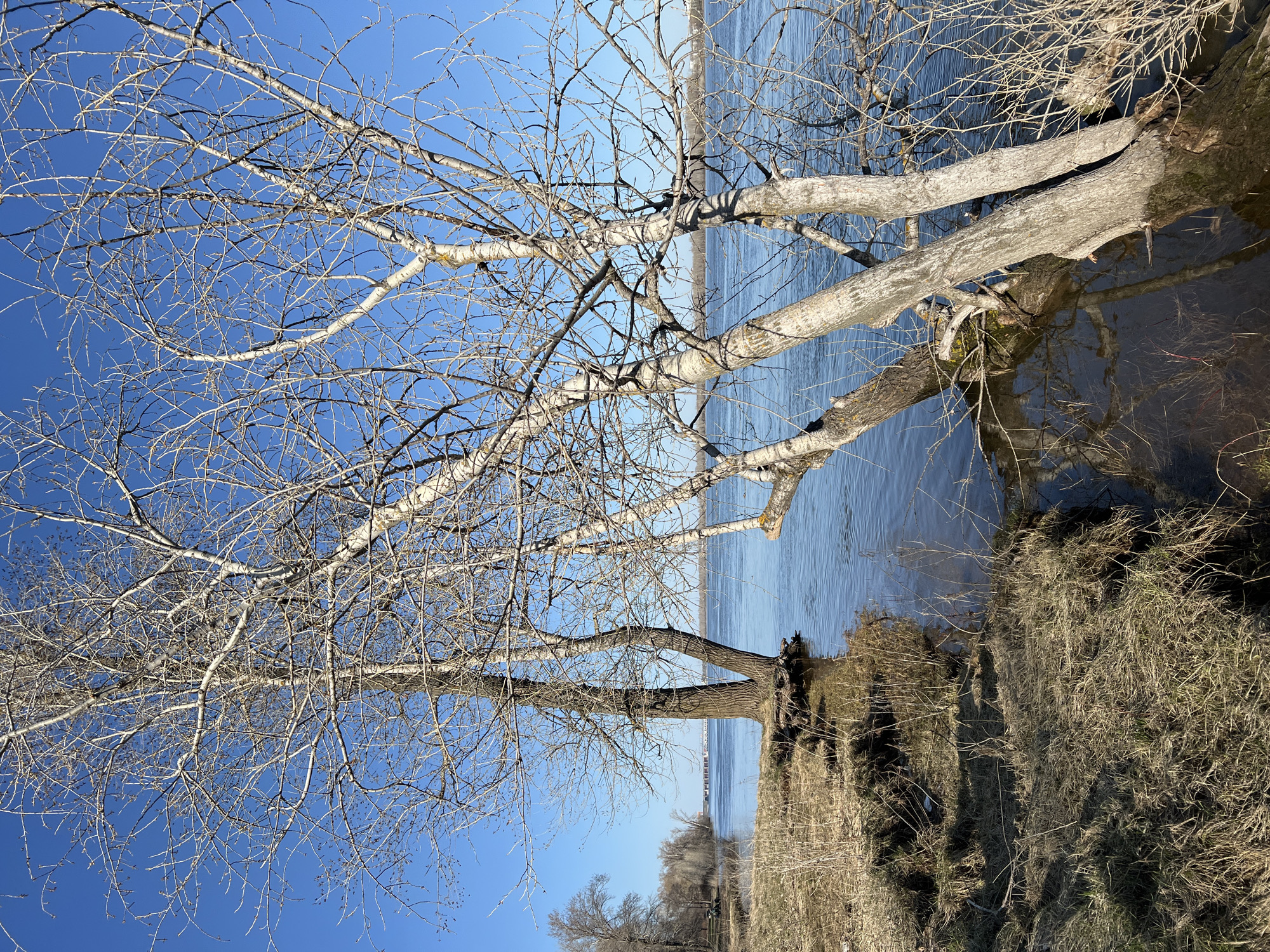 The image depicts a tree with bare branches leaning over a body of water, possibly a river or large lake, on a clear day. The water reflects the blue sky. The shoreline is covered in dry, brown grass. In the distance, a structure resembling a bridge or pier can be seen. The location is near Noviy, Russia.