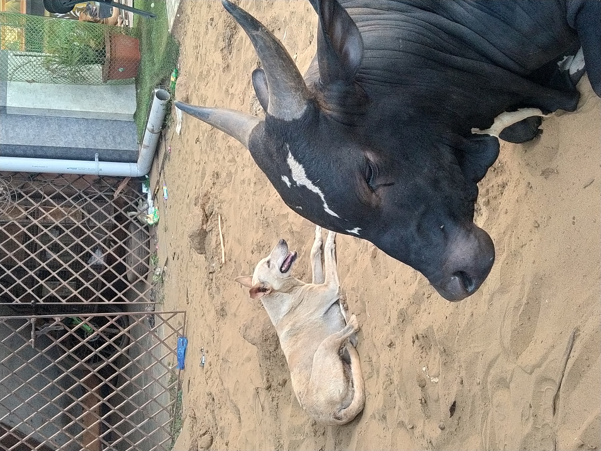 The image captures a scene in Oxel, India, where a large, black bull with prominent horns is lying on sand. A light-tan dog is also lying on the sand, near the bull. To the left, there's a section of metal grate and a planter with green plants. A white pipe runs horizontally across the top-left portion of the image. The background appears to be sandy and possibly a beach or riverbank area.