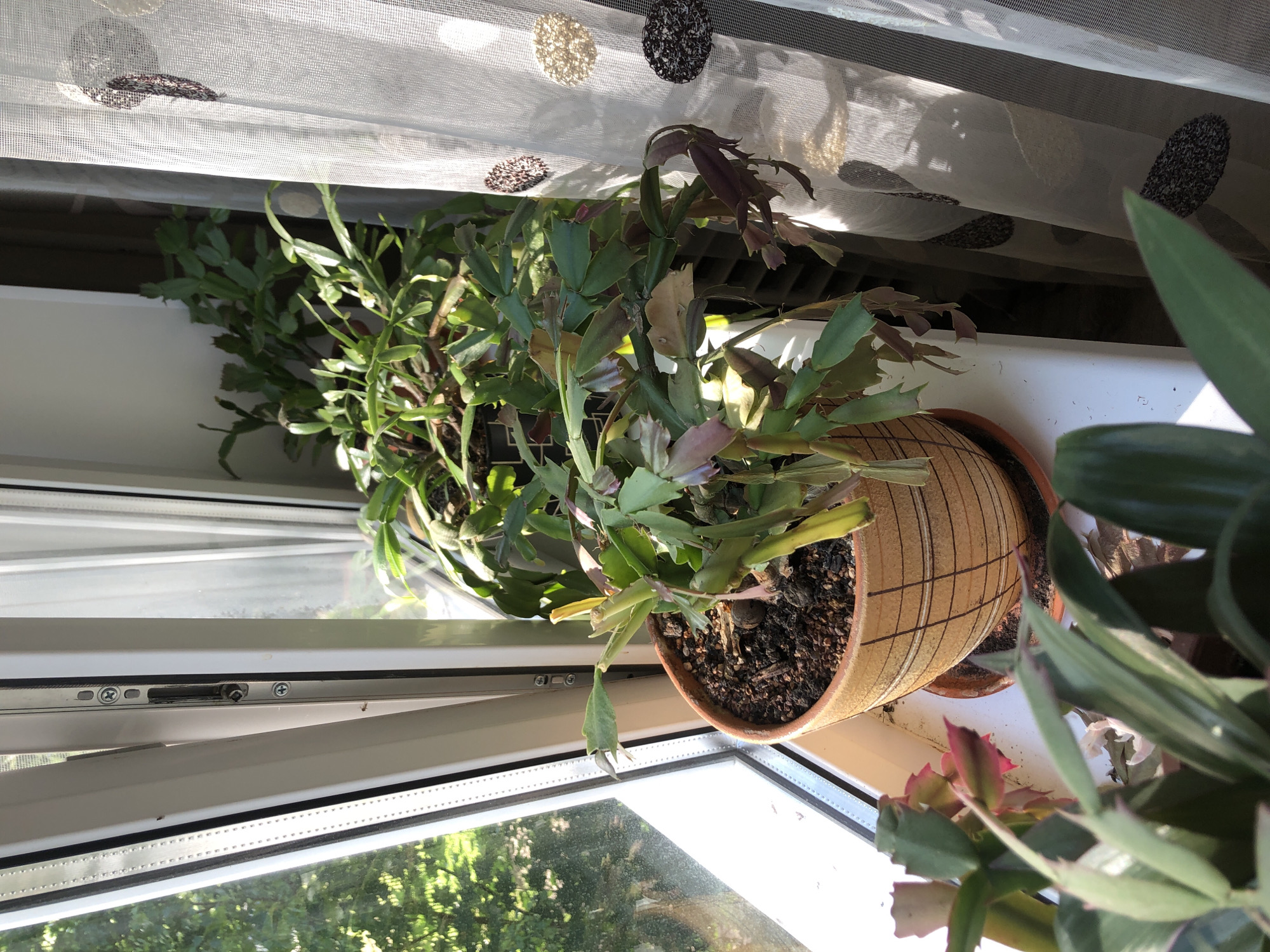 A close-up, eye-level shot shows several Christmas cactus plants on a windowsill in an apartment in Safonovo, Russia. The plants appear to be unhealthy, with some leaves yellowing and drooping. One plant is in a tan ceramic pot with a grid pattern, sitting on a brown plastic saucer. Another plant is in a black plastic pot visible behind it. A white curtain with dark circular patterns hangs to the right of the plants. Sunlight streams in from a window on the left, illuminating the scene. The windowsill is white.