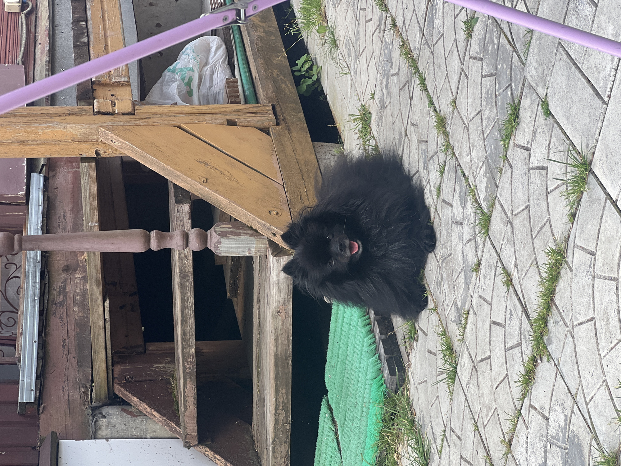 A black Spitz dog is lying on a stone pathway in front of a weathered wooden porch. The dog is facing forward with its tongue slightly out. The porch has wooden steps and railings, and some green mats are placed on the ground near the bottom of the steps. In the background, a white plastic bag is visible. The scene appears to be outdoors, possibly in a yard or a dacha settlement, given the mention of "Роса Снт, Russia." The lighting suggests it is daytime.