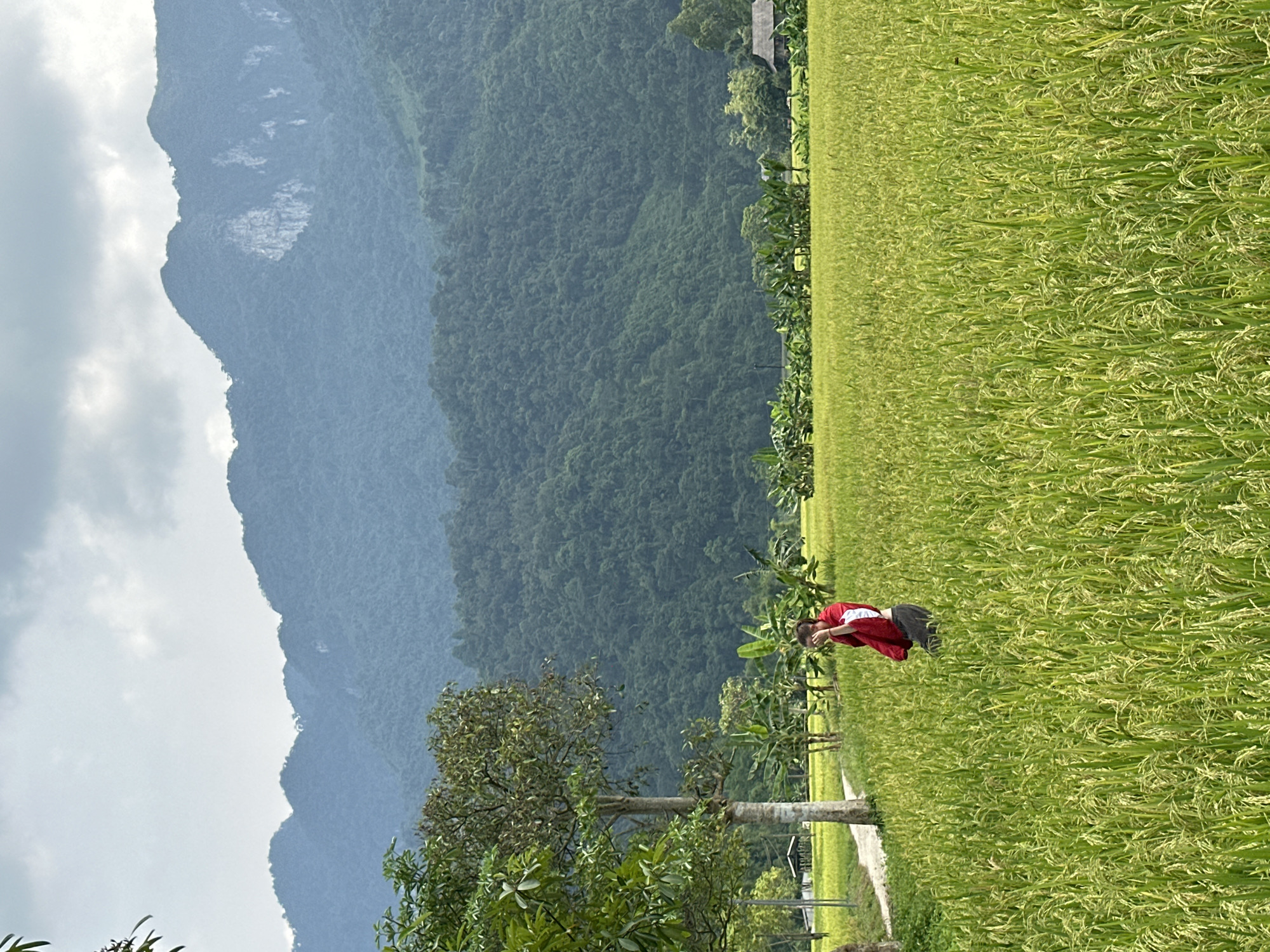 This image depicts a serene and expansive rural landscape, likely in Ngọc Đường Commune, Vietnam, characterized by lush green rice fields and majestic mountains. The scene is presented from a slightly elevated perspective, looking across the fields towards the distant mountains.
In the foreground and midground, vibrant green rice paddies dominate the lower half of the frame. The rice plants appear mature and full, showing a healthy, dense growth pattern. A narrow dirt path or track runs along the edge of the rice field, with several trees scattered alongside it and in the surrounding area. These trees vary in size and foliage, with some having prominent light-colored trunks and dense green canopies, while others resemble banana plants.
A single individual is visible in the midground, standing on the path at the edge of the rice field. The person is wearing a bright red long-sleeved top and dark trousers, with their dark hair pulled back. They appear to be looking down or towards the rice plants, possibly observing them or simply pausing to take in the view.
The background is defined by a series of imposing mountains. These mountains are densely covered in green vegetation, gradually fading into a softer, bluish-grey hue due to atmospheric haze or distance. Patches of lighter rock or exposed terrain are discernible on the mountain slopes. Above the mountains, the sky is partly cloudy, suggesting a daytime scene with soft, diffused light, possibly in the late morning or early afternoon. The overall impression is one of tranquility and natural beauty, highlighting the agricultural and mountainous terrain of the region. There is no visible text in the image.