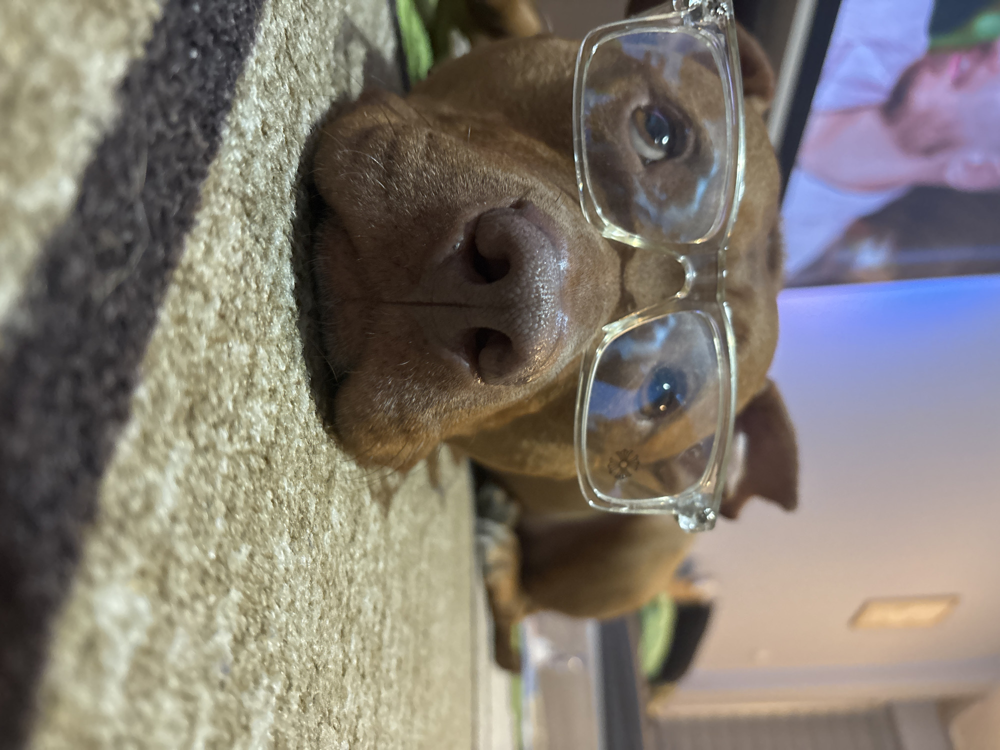 A close-up, slightly off-center image features a brown dog lying down with clear-framed glasses resting on its nose. The dog's face, particularly the nose, is in sharp focus. The dog's eyes are visible through the lenses. To the left of the dog is a textured rug with light and dark stripes. In the background, slightly out of focus, is a television screen showing an image of a person. The lower part of the image shows a light-colored floor. The image does not provide enough information to pinpoint the location to Sofia, Bulgaria.
