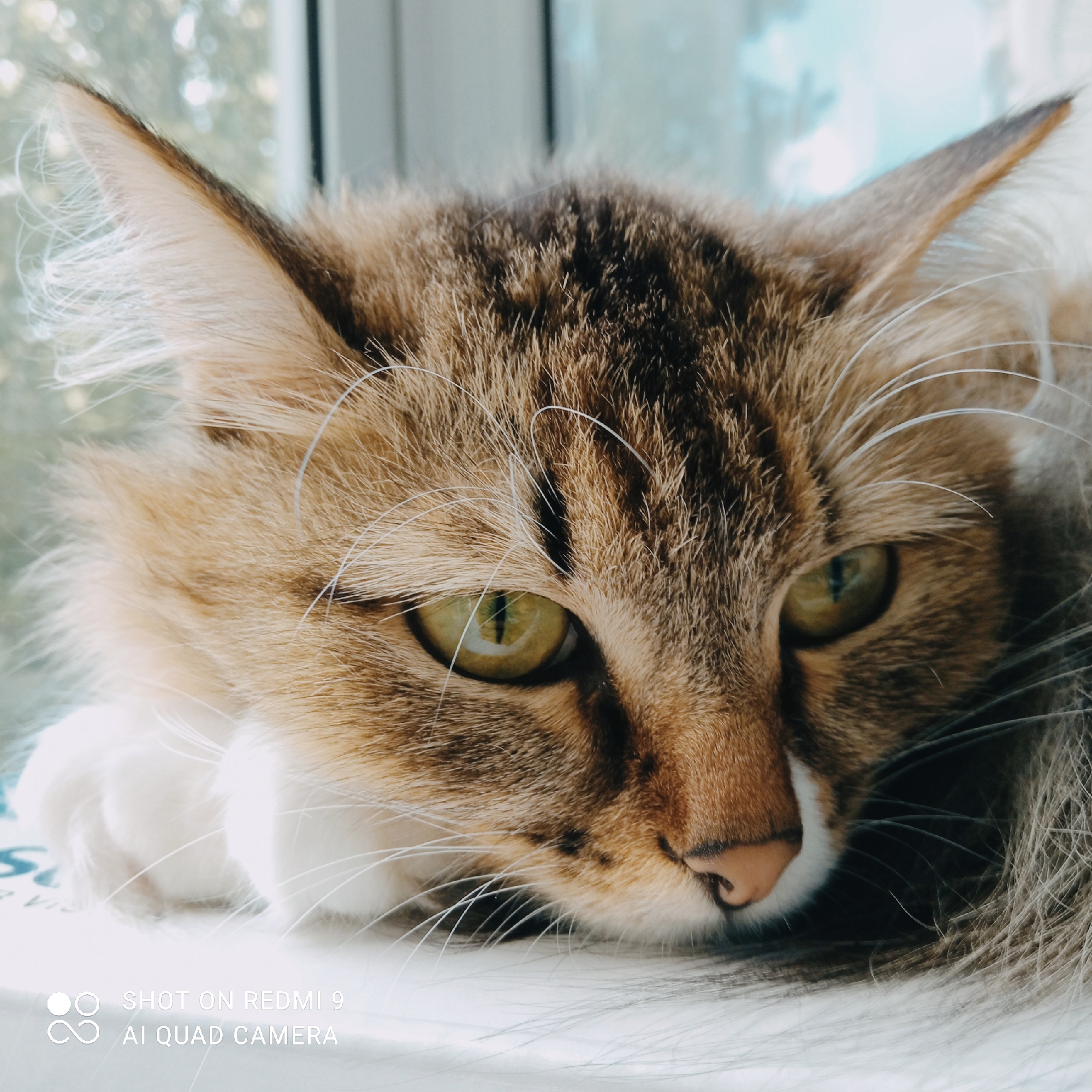 This media file is a close-up, eye-level photograph of a cat lying down, likely indoors. The cat is a tabby with brown and white fur and striking green eyes. Its head is resting on a white surface, and its paws are visible, also white. The cat appears relaxed, with its eyes partially closed, suggesting a moment of repose or sleep.
In the background, out of focus, is a window with diffused light, hinting at daytime, possibly morning or afternoon. The light suggests an overcast or gently sunny day. The blurred greenery visible through the window indicates a natural outdoor setting.
The image contains visible text in the bottom left corner: "SHOT ON REDMI 9" and "AI QUAD CAMERA". This indicates the device used to capture the photo.
The overall mood of the image is peaceful and serene, focusing on the quiet intimacy of the moment between the photographer and the cat. The shallow depth of field blurs the background, drawing full attention to the cat's face and its expressive eyes. The location context of Chaikovsky, Russia, places this domestic scene within a specific geographical setting, though no specific landmarks are visible.