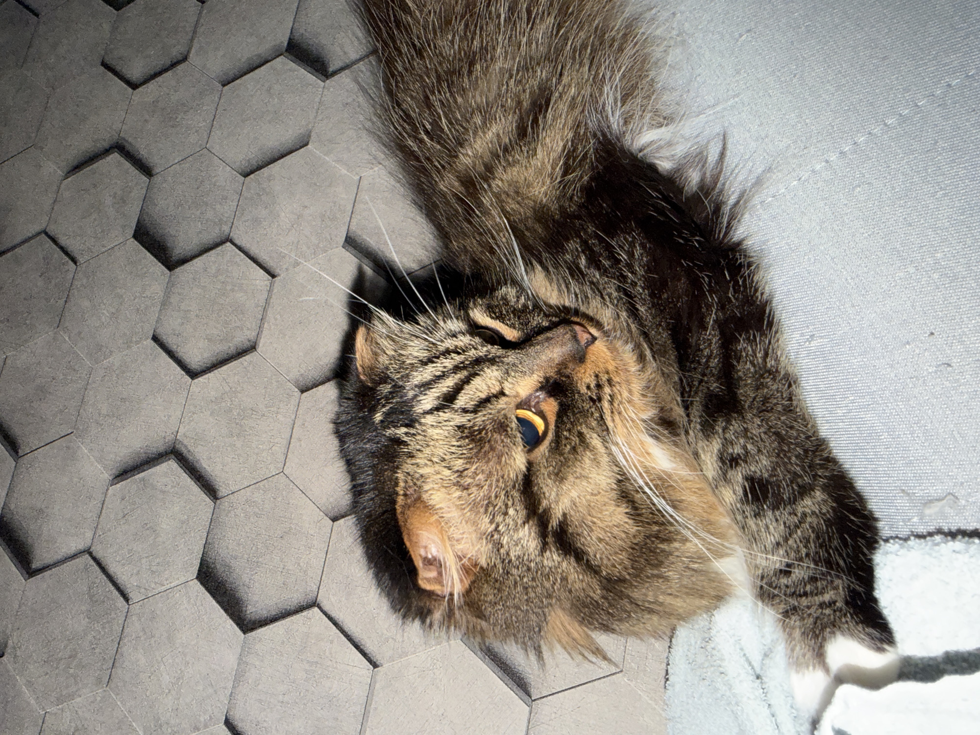 A close-up, top-down shot features a tabby cat lying on a light blue textured surface, possibly a blanket or sofa. The cat is positioned diagonally, with its head to the left and its body extending to the right. Its fur displays a mix of brown, black, and tan stripes. One eye, a bright amber color, is clearly visible, while the other is partially obscured. Long white whiskers fan out from its face. Its ears are folded back slightly. A portion of the cat's paw with white tips is visible in the lower left quadrant of the image, resting on a folded white fabric. The background is a grey, textured wall with a repeating hexagonal pattern that casts subtle shadows, giving it a three-dimensional appearance. There are no people or other animals visible in the image. The lighting suggests an indoor environment, potentially with light filtering from a window. This scene is not specific to Nizhny Novgorod, Russia, or any other identifiable city.