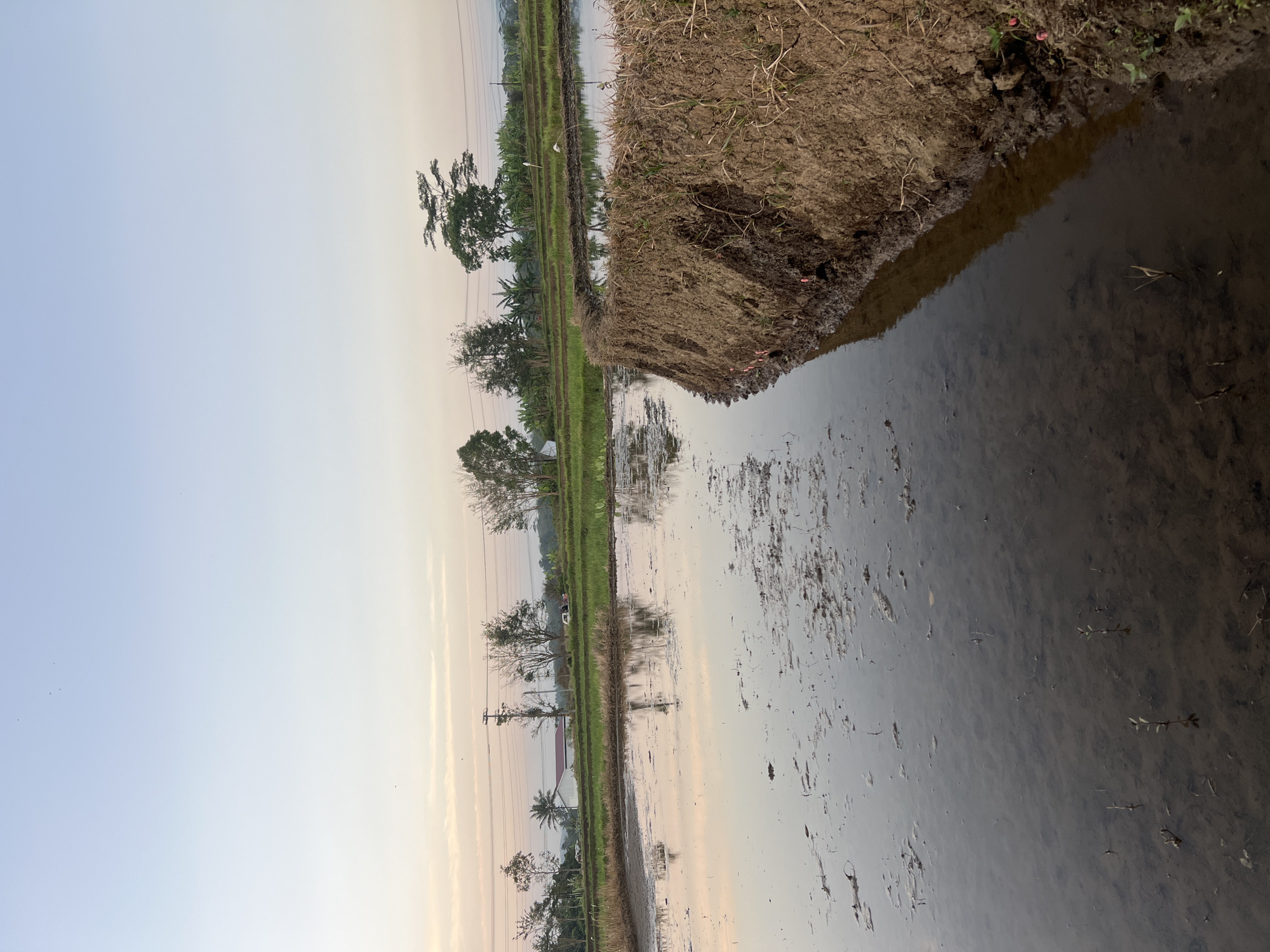 The image depicts a flooded rice paddy field with a muddy embankment in the foreground. The sky is a pale blue, transitioning to a soft pink and orange hue near the horizon, suggesting either sunrise or sunset. Several trees and some agricultural structures, including what appears to be a building with a red roof and power lines, are visible in the background. The water in the paddy reflects the sky and the surrounding elements. Small seedlings are emerging from the muddy bottom of the paddy. The scene is tranquil and suggestive of rural agricultural land, likely in or around Kalijoso, Indonesia, given the context provided. There are no people or animals visible in the frame.