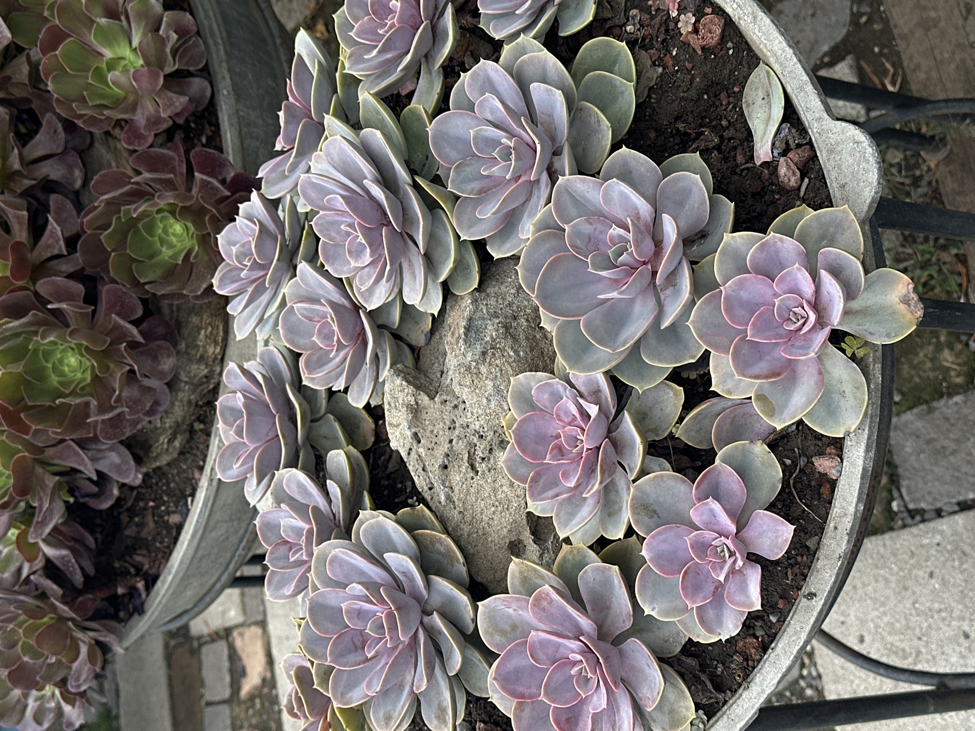 The image shows a close-up view of a collection of succulent plants in pots. In the foreground, a large pot with a metal rim contains numerous Echeveria succulents with pale purple to pinkish leaves arranged in rosettes. Some of these succulents are quite large and full, while others are smaller. A rough, grey rock is nestled among the succulents in the foreground pot. In the background, another pot is visible, filled with darker-colored succulents, some with deep purple and green leaves, and others with lighter green leaves. The pots appear to be made of metal, possibly galvanized steel, and are resting on a dark metal stand. The ground surrounding the pots is paved with grey stone or concrete. The overall scene suggests an outdoor setting, likely a garden or patio. No people are present in the image. The image does not contain information that would allow for identification of the city of Tbilisi, Georgia.