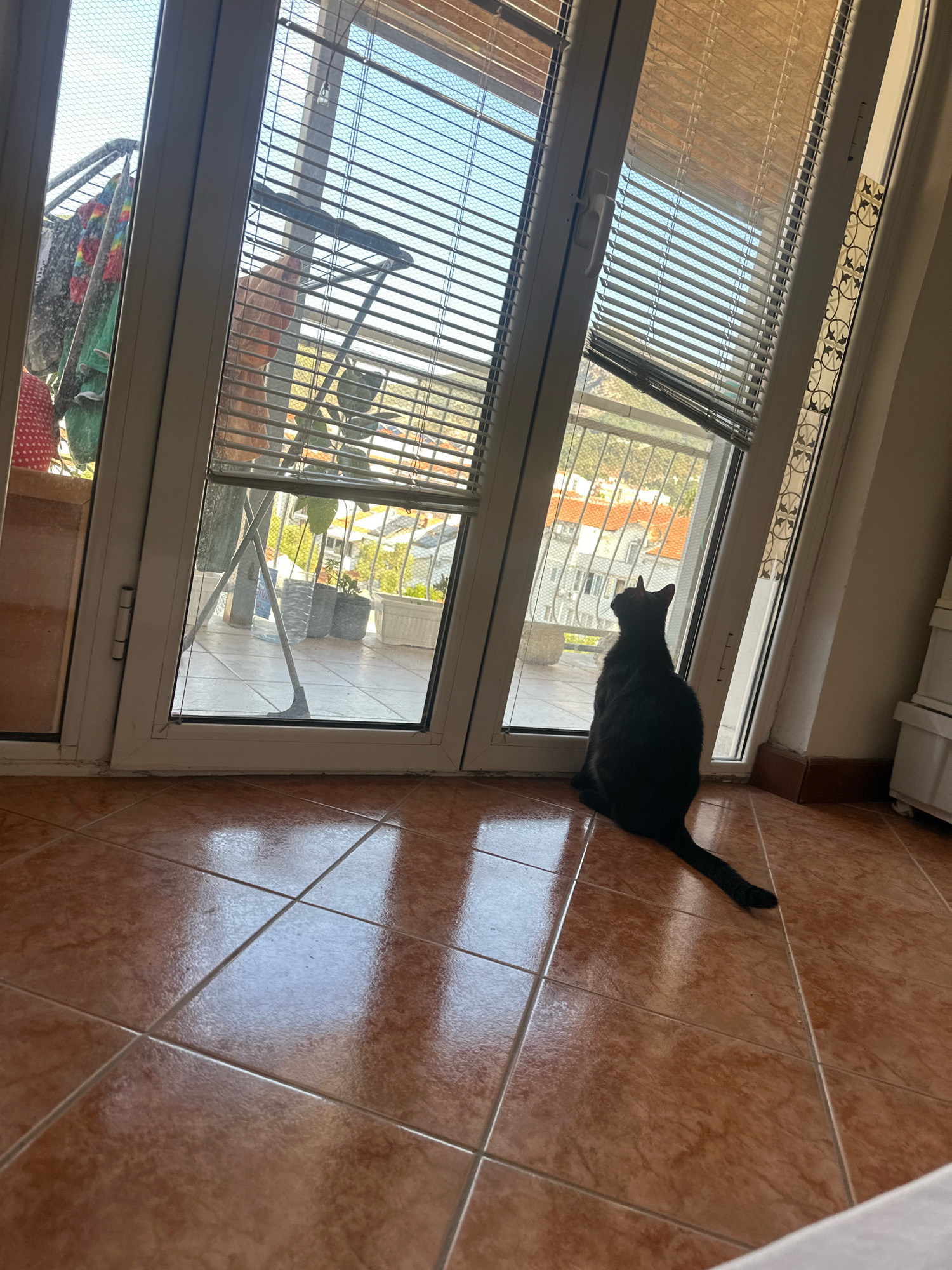 A black cat sits on a tiled floor, facing a large sliding glass door and window. The glass reflects the sunlight, creating bright patches on the terracotta-colored tiles. Outside, a balcony is visible, with laundry hanging on a drying rack. Beyond the balcony, buildings with orange roofs and greenery can be seen, suggesting an urban environment. The overall impression is one of a quiet moment in a home, possibly in a city like Budva, Montenegro, where such architecture and views are common.
