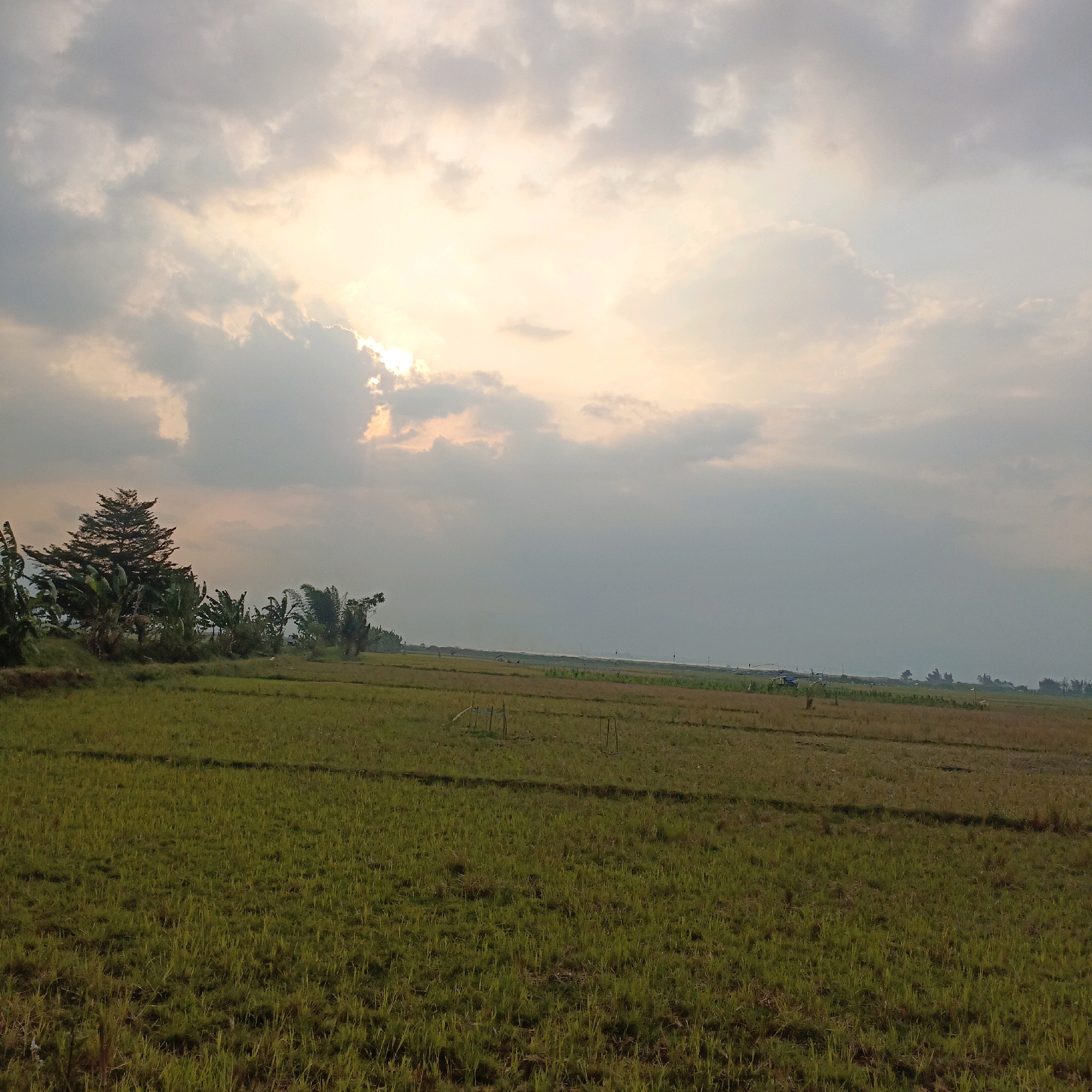 The image depicts a wide, flat expanse of green rice fields under a cloudy sky, suggesting a rural or agricultural setting. In the distance, a faint body of water, possibly the sea, is visible along with a hazy horizon line. A line of trees and vegetation marks the edge of the fields on the left side of the frame, including a prominent conifer tree and several banana trees. The sunlight is diffused by the clouds, creating a soft, overcast lighting condition with hints of orange and yellow filtering through the sky, indicating either sunrise or sunset. There are a few small structures or posts scattered throughout the fields, and what appears to be a small building or shelter in the far distance. The overall atmosphere is tranquil and natural. Based on the provided location, this scene is consistent with the agricultural landscape found in the Kesongo area of Indonesia.
