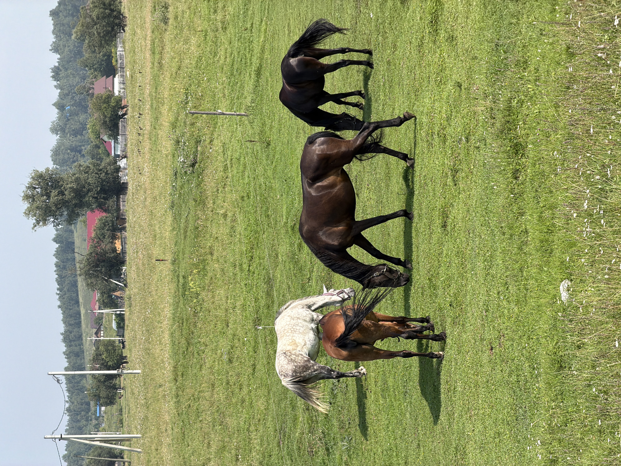 The image depicts a rural landscape in Esaułowo, Russia, featuring a lush green meadow dotted with wildflowers. Four horses are grazing in the field; two are dark brown, one is light grey with dark speckles, and one is a reddish-brown. In the background, a cluster of houses with red and white roofs, surrounded by trees, forms a small village. Power lines and utility poles are visible in the middle ground, indicating the presence of infrastructure. The sky is a pale blue with a hazy quality, suggesting a warm, possibly humid day. The overall scene conveys a sense of peaceful, natural life in a rural Russian setting.