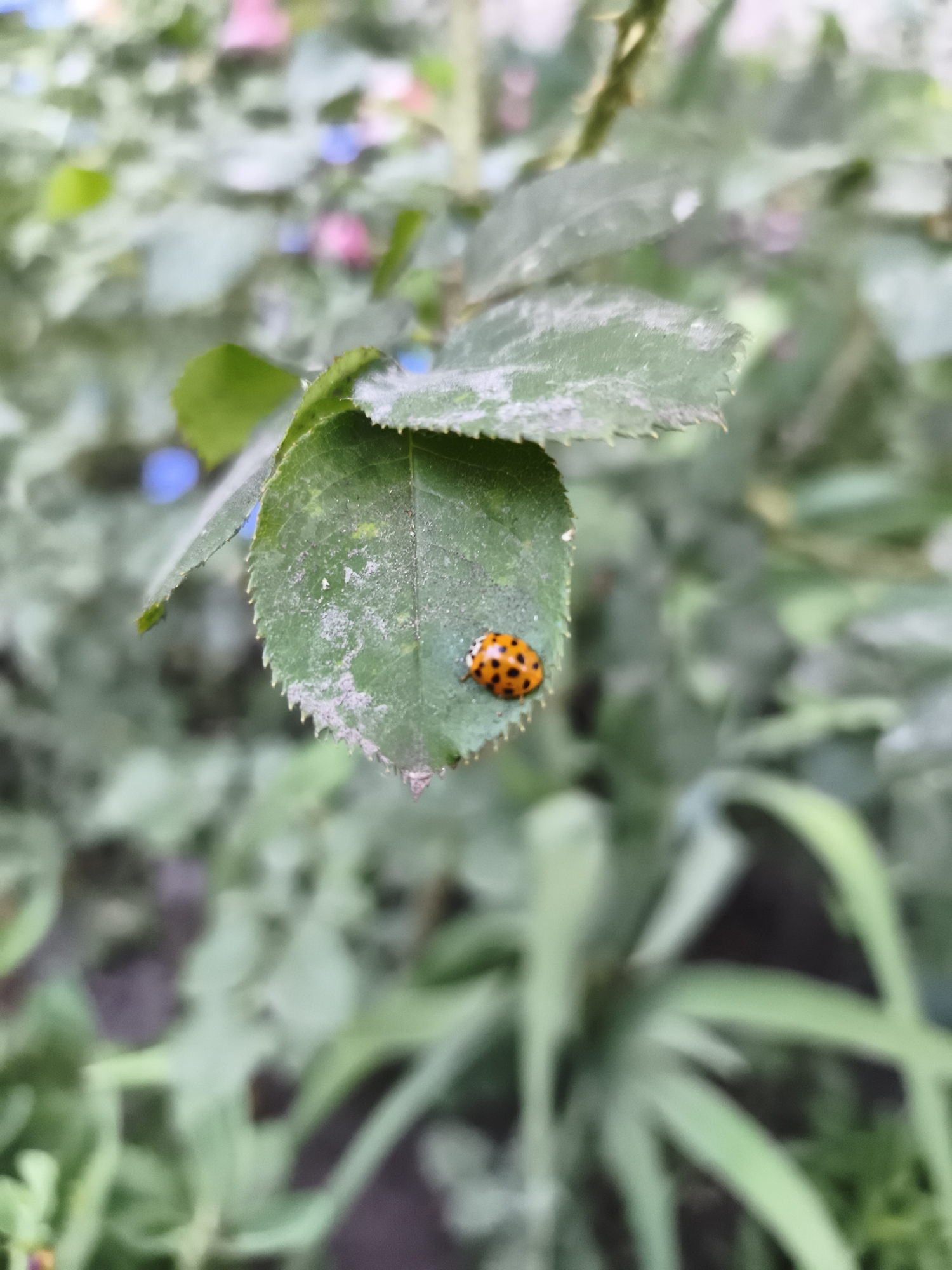 A close-up, shallow-depth-of-field shot focuses on a ladybug perched on a green leaf. The ladybug, with its characteristic red shell and black spots, is positioned on the right side of the leaf. The leaf itself is partially covered in a light dusting of what appears to be pollen or soil, and its edges are serrated. The background is softly blurred, showing more green foliage, some of which has hints of pink and blue flowers, suggesting a garden setting. The overall lighting suggests it could be daytime, possibly overcast or in a shaded area, as there are no harsh shadows. The focus is entirely on the ladybug and the leaf it rests on, creating a sense of intimacy with nature. The scene is peaceful and natural, with no discernible text or human presence. The location context provided is Sokolivske, Ukraine.