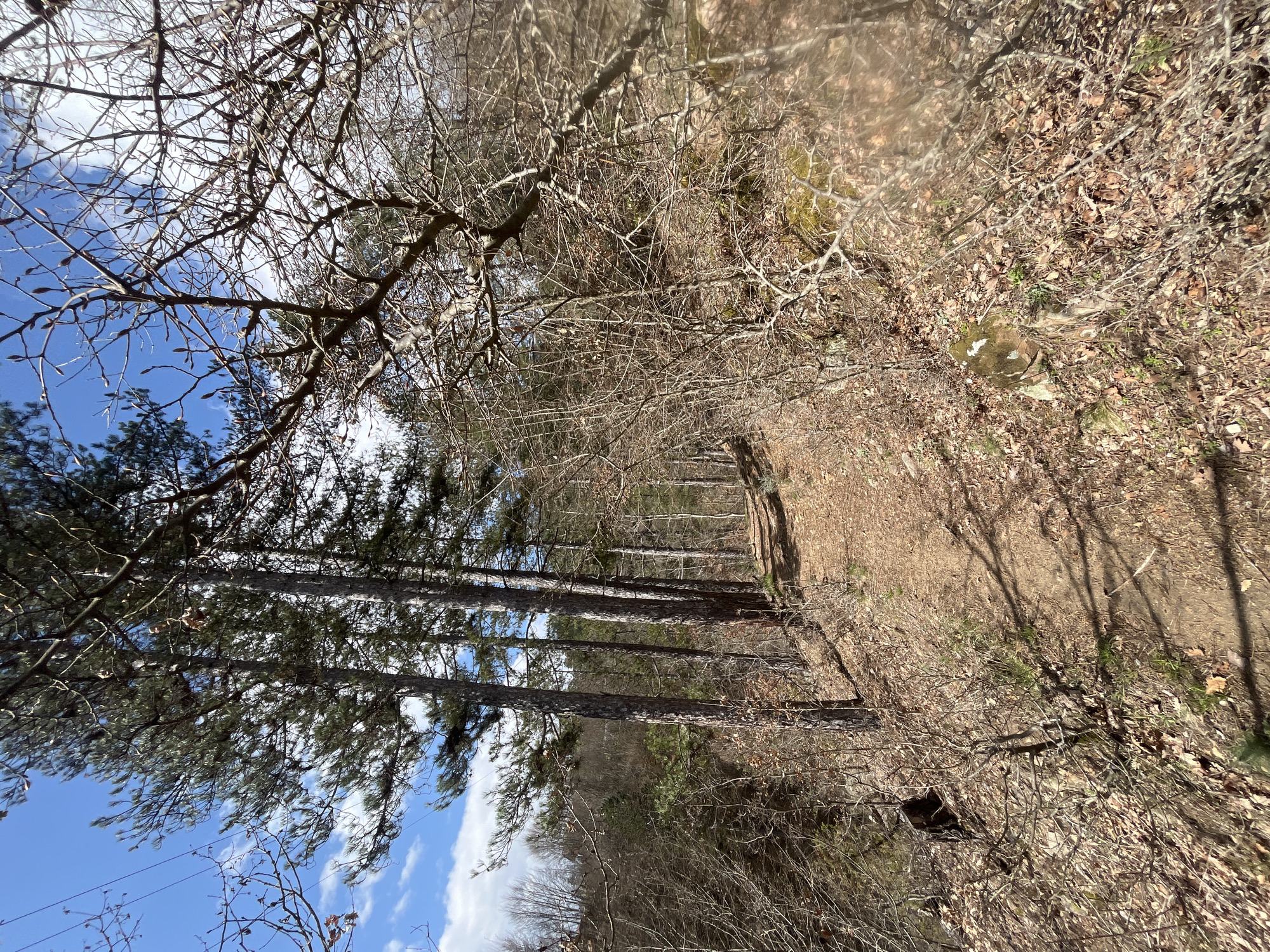 The image presents a view of a trail or path through a forest or wooded area, likely in a mountainous region. Tall, straight evergreen trees, possibly pines, line the left side of the path, extending upwards towards a blue sky with scattered clouds. On the right side of the path, the terrain slopes downward and is covered with dry leaves, bare branches, and some small shrubs. The ground is dry and appears earthy or sandy. The path seems to be lightly worn. The lighting suggests a sunny day, with shadows cast by the trees. The location is possibly Srednogortsi, Bulgaria given the region's climate and topography, but it is impossible to verify the precise location with just this picture.