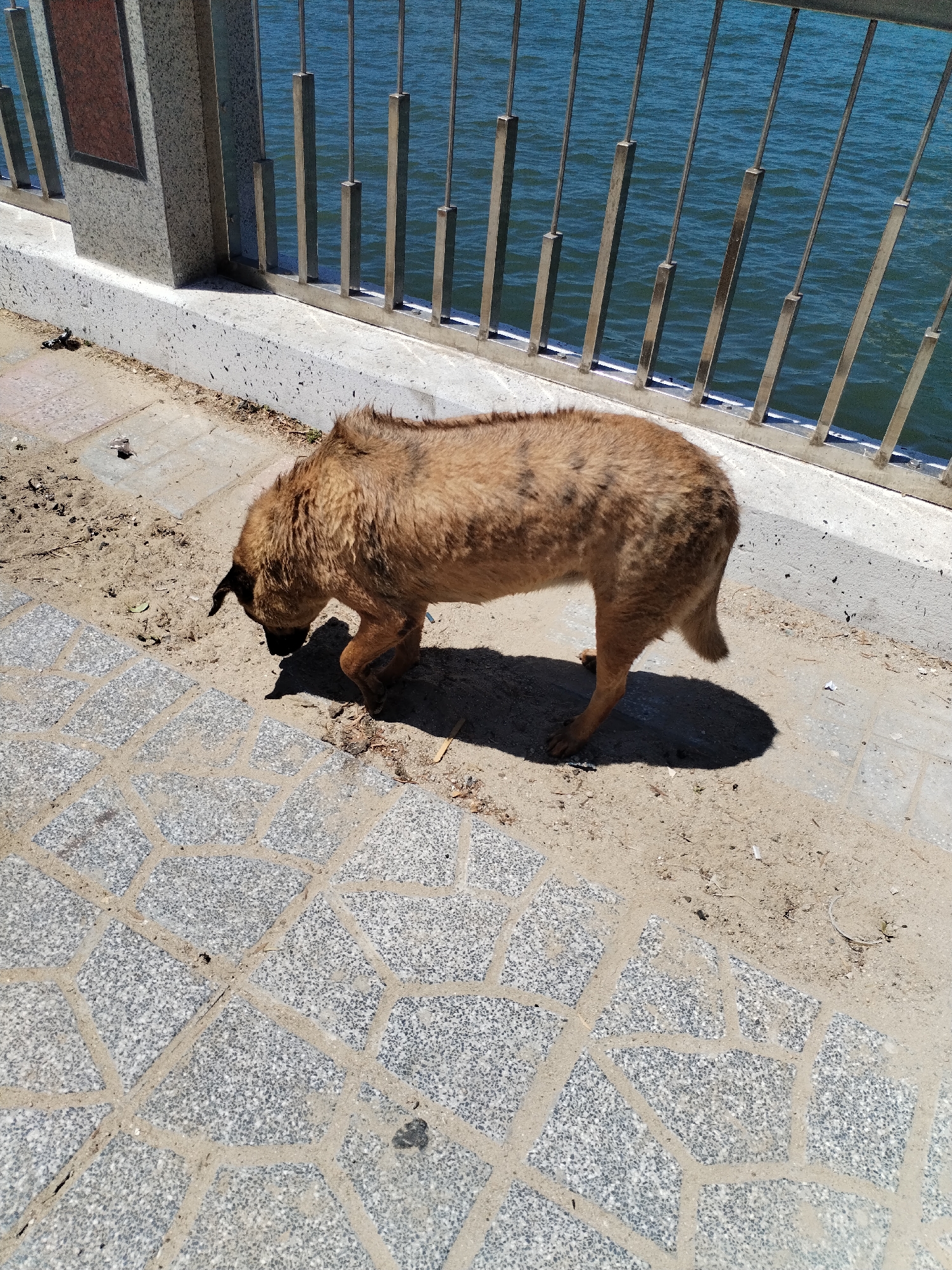 A medium-sized, brown dog is walking on a stone-paved sidewalk near a body of water. The sidewalk is partially covered in sand and debris. A metal railing separates the sidewalk from the water. The water appears calm with a slight ripple. The dog is looking down, possibly sniffing the ground. The setting appears to be outdoors on a sunny day. The location is Bac Nha Trang Ward, Vietnam.