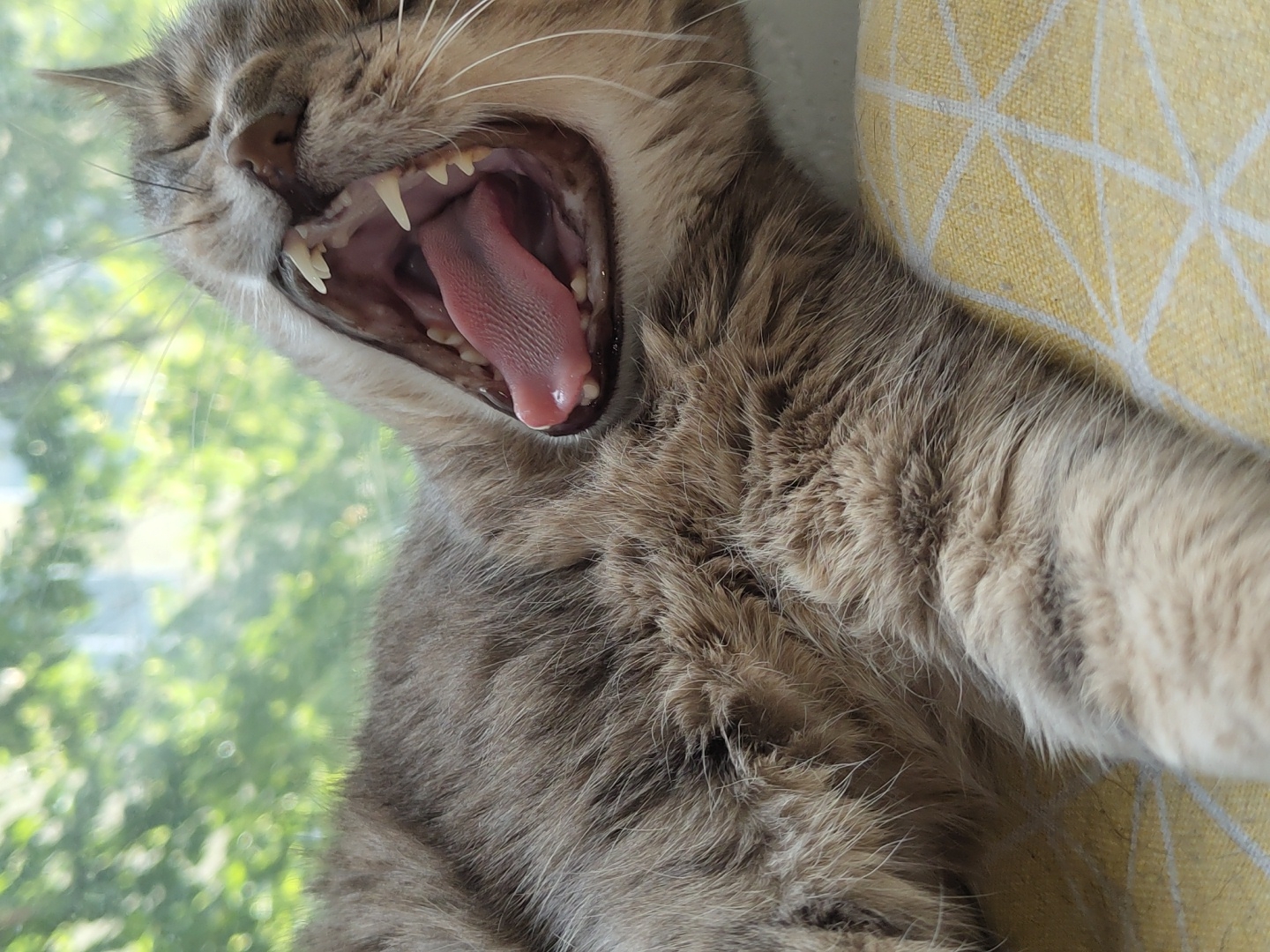 A close-up, eye-level shot captures a grey tabby cat in the midst of a wide yawn, its mouth agape and eyes closed or heavily squinted. The cat's sharp, white canines are prominently displayed, along with its pink, textured tongue. Its fur appears soft and multi-toned grey and brown. The cat is positioned on its side, with its front leg stretching out towards the right of the frame, partially resting on a yellow pillow or cushion that features a white geometric pattern of interlocking squares or diamonds. In the blurred background, lush green foliage is visible, suggesting the cat is indoors near a window during daylight hours. The overall impression is one of relaxation or sleepiness. There is no visible text in the image.