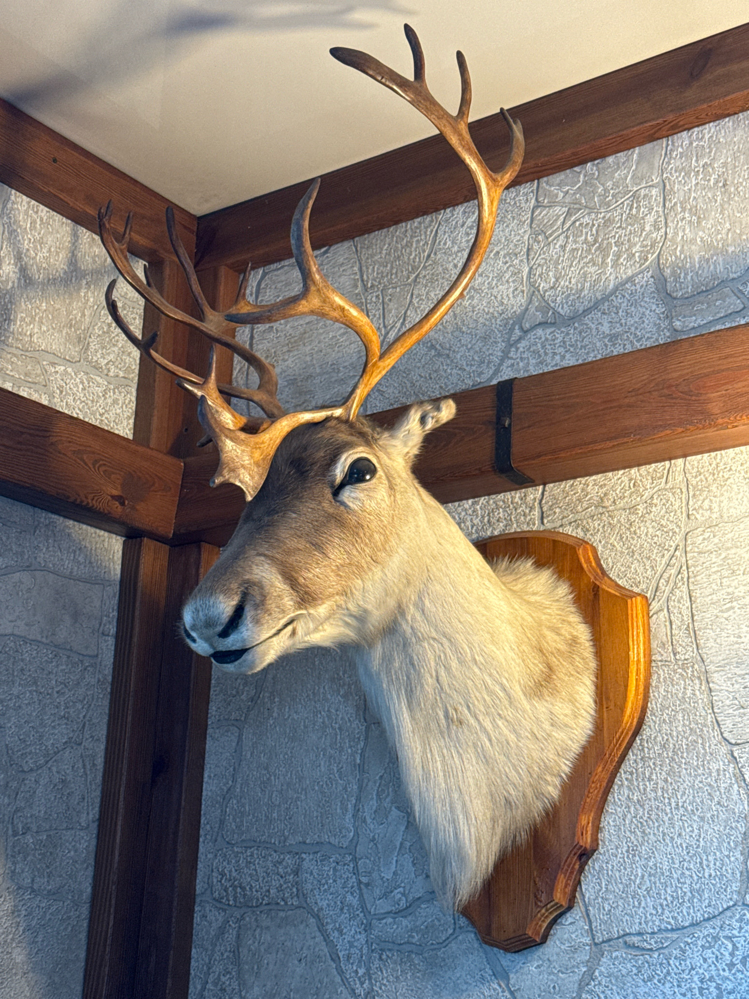The image shows a taxidermied reindeer head mounted on a wooden plaque, which is affixed to a textured, stone-patterned wall. The reindeer has large, branching antlers. Wooden beams are visible in the upper left and upper right portions of the image, suggesting the interior of a room with wooden structural elements. The lighting in the scene appears to be artificial, casting a warm glow. The image does not contain any people, actions, or interactions. The location is identified as Успенское, Russia, which is a village in the Krasnoyarsk Krai region of Russia.