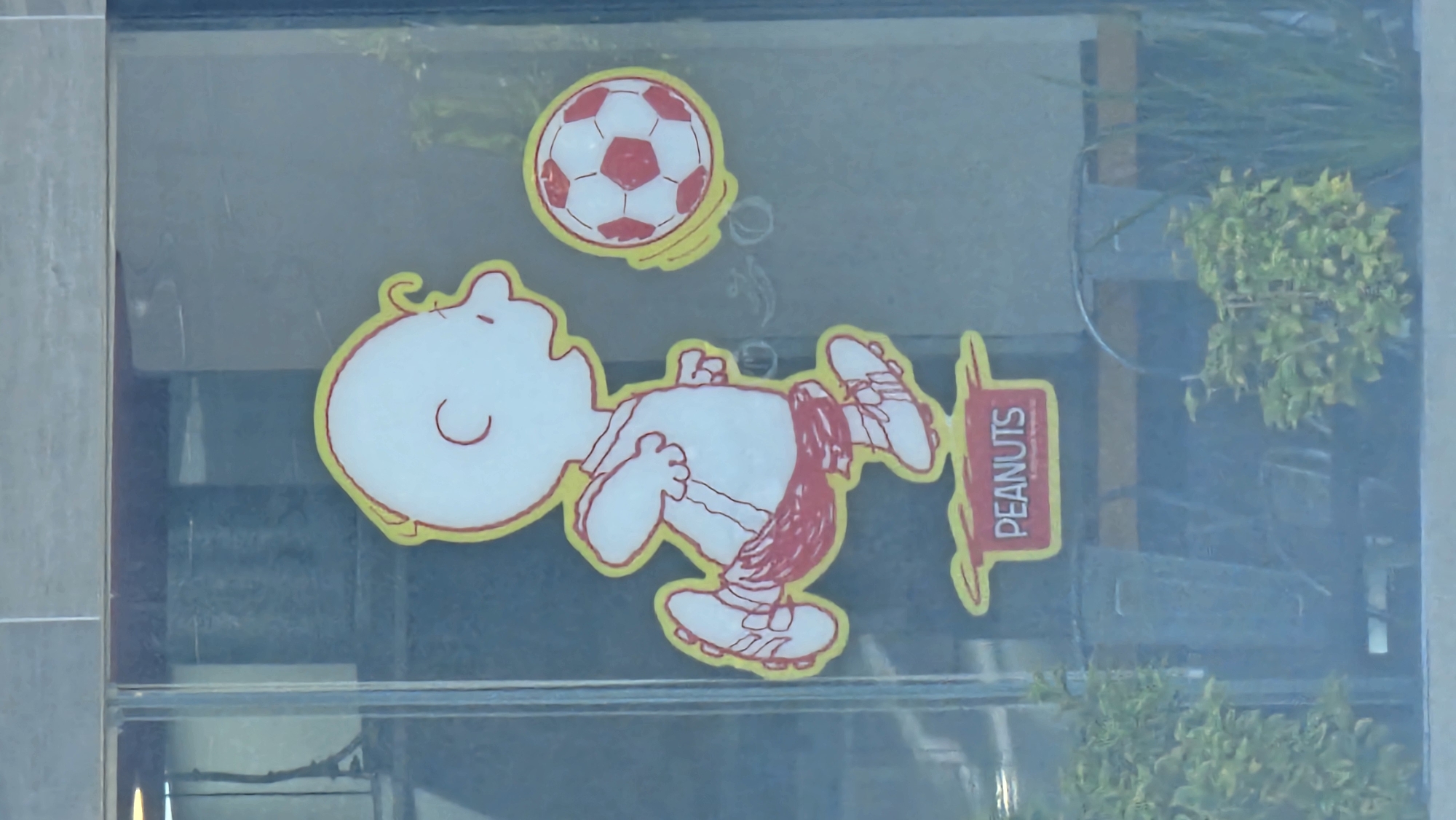 This media file features a vibrant, cartoon-style decal of the character Charlie Brown from "Peanuts" displayed on a glass window. The image is oriented sideways, with Charlie Brown appearing to lie horizontally, head to the left and feet to the right, as if the original scene was rotated 90 degrees counter-clockwise.
Charlie Brown is depicted in a soccer uniform, including cleats and striped socks, with his body poised as if he is heading or kicking a soccer ball. A white and red soccer ball, outlined in yellow, hovers above and slightly to the right of his head, with small circular lines indicating motion. Both Charlie Brown and the ball have a distinct yellow outline, and red lines detail his features, clothing, and the ball's pattern.
Near Charlie Brown's feet, a rectangular red sign with a yellow outline is visible, bearing the word "PEANUTS" in white capital letters. The text is oriented vertically, suggesting the sticker is intended to be viewed with Charlie Brown in an upright position.
The background visible through the glass window is blurred but shows patches of green leafy plants, possibly potted, and a light grey, likely tiled, wall or pillar to the far left. The scene evokes a playful, sports-themed atmosphere. The image was captured in Puebla, Mexico.