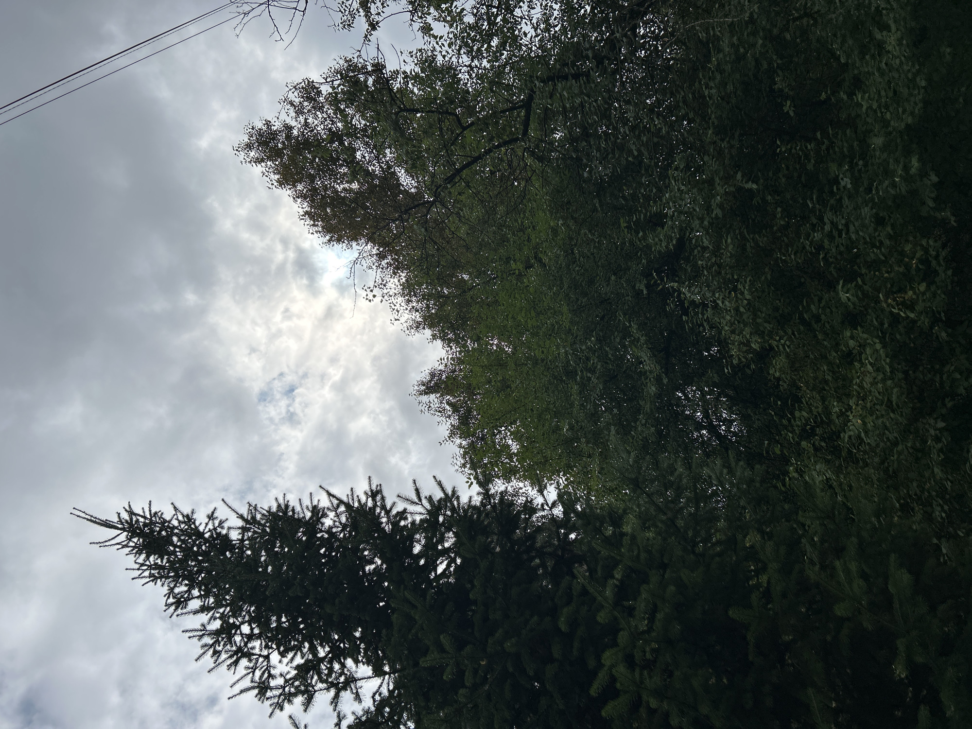The image shows a view looking upwards at a dense canopy of trees against a cloudy sky. On the left, a tall, dark green fir tree dominates the frame, its branches reaching towards the sky. To the right, a mix of deciduous trees with varying shades of green and some brown foliage fill the middle and right portions of the image. The sky above is overcast with thick, grey clouds, with hints of brighter light breaking through in the upper right quadrant. Two dark power lines stretch diagonally across the upper right portion of the sky. No people or specific landmarks are visible. The scene suggests an outdoor, possibly natural or park-like setting within or on the outskirts of Tomsk, Russia, given the presence of both evergreen and deciduous trees and power lines.