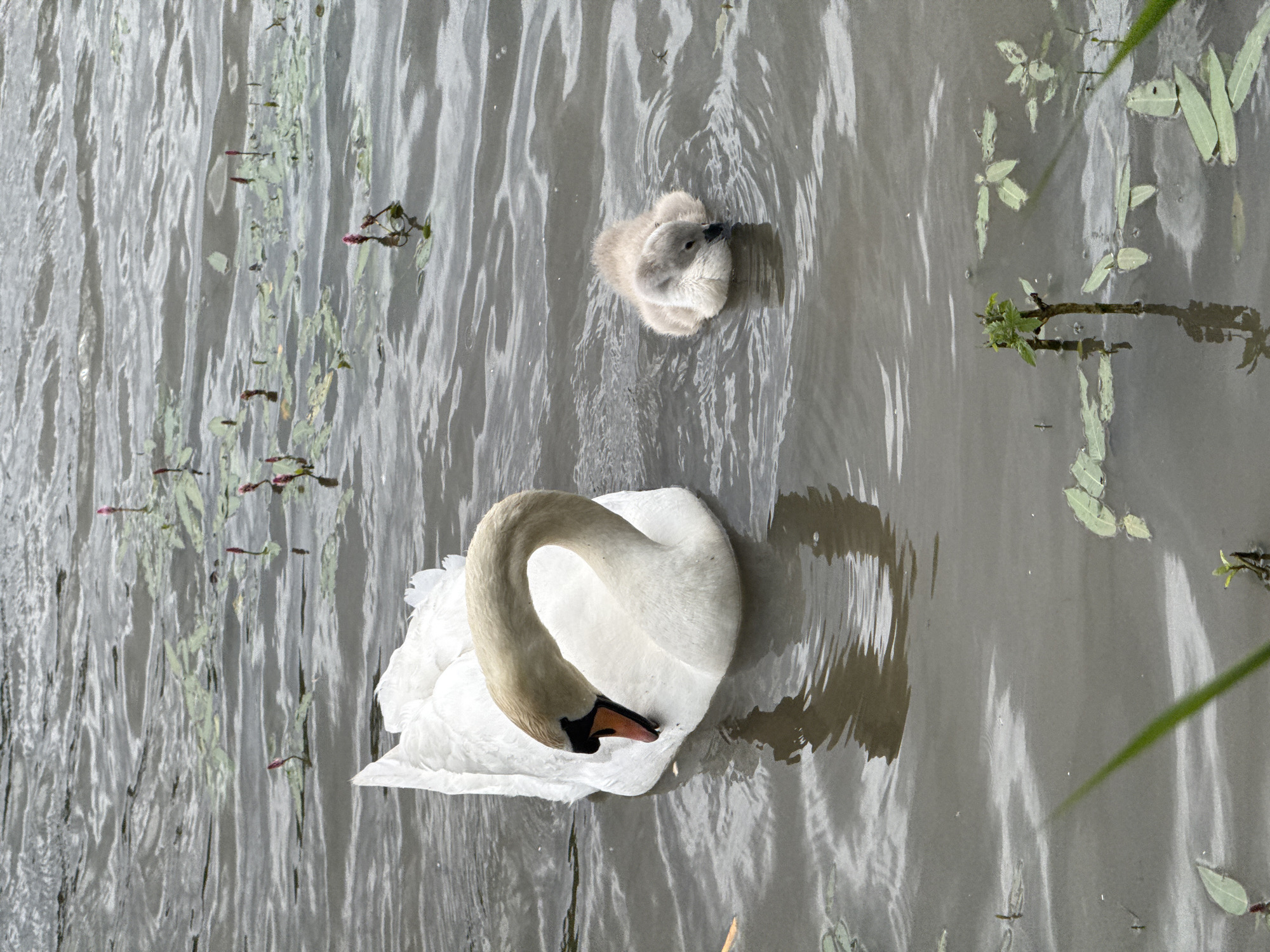 This image depicts a Mute swan and a cygnet swimming in a body of water in the city of Unknown, Unknown.
The adult swan is positioned in the left-center of the frame, displaying pristine white plumage and an orange beak with a prominent black knob at its base. Its long neck is gracefully curved downwards, with its head angled towards the water surface, appearing to preen or forage. The swan's reflection is visible in the water directly beneath it.
To the right of the adult swan, a small, fluffy gray cygnet floats low in the water. Its head is also angled downwards, with a small black beak discernible. A faint reflection of the cygnet is present beneath it.
The water surface, which occupies almost the entire frame, is a murky grey-brown with noticeable ripples and gentle waves, indicating some movement. Scattered across the water are numerous elongated, light green leaves, some floating and others partially submerged. Several slender stems with developing reddish-pink water lily buds protrude above the surface, primarily in the upper and mid-right sections of the frame. In the bottom-right, a thicker plant stem with small green leaves grows partially submerged, alongside a single thin blade of green grass extending diagonally from the bottom edge towards the center-left. No other subjects or structures are visible within the frame. The scene is captured from a slightly elevated perspective.