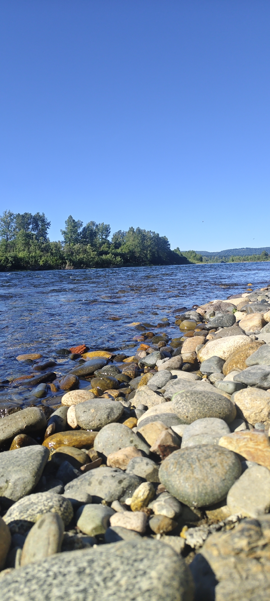 This is a low-angle, vertical photograph of a rocky riverbank in Mezhdurechensk, Russia. The foreground is dominated by a collection of smooth, rounded river stones in various shades of grey, brown, and tan. Some of these stones are partially submerged in the clear, blue water of a wide river, creating a shimmering effect on their surfaces. The river flows from left to right across the frame, its surface rippling under what appears to be bright sunlight. In the midground, a lush, green treeline lines the opposite bank of the river, with various deciduous trees forming a dense canopy. The sky above is a clear, vibrant blue, with no clouds visible. The overall impression is one of a serene, natural landscape on a sunny day.