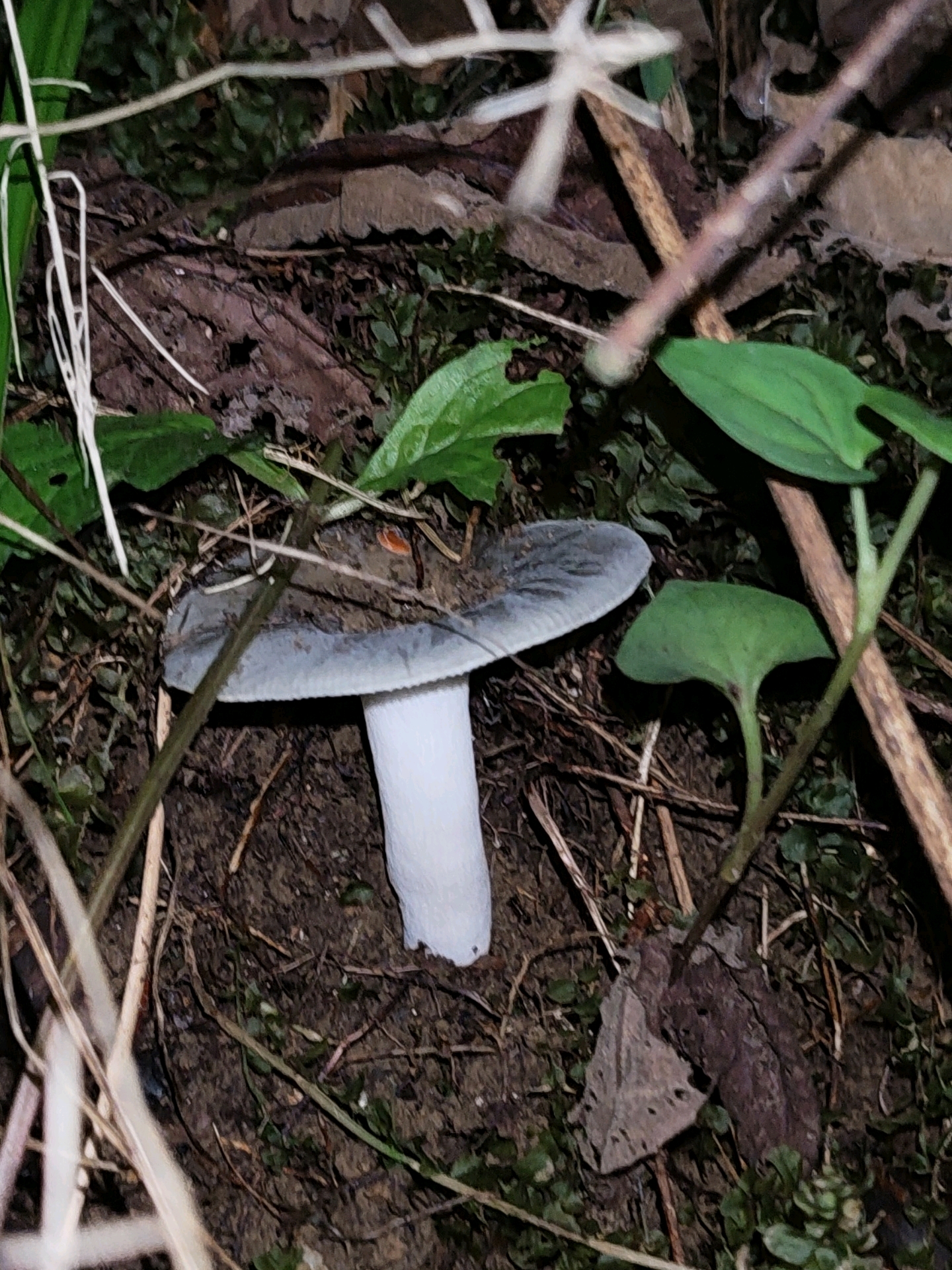A single mushroom with a pale gray cap and a white stem is growing out of dark, damp soil. The mushroom is surrounded by decaying leaves, twigs, and small green plants. Several thin, dried grass stalks are in the foreground, and larger green leaves are visible on the right side of the frame. The scene appears to be a natural, outdoor environment. No people or actions are depicted. The image was captured in Makhinjauri, Georgia.