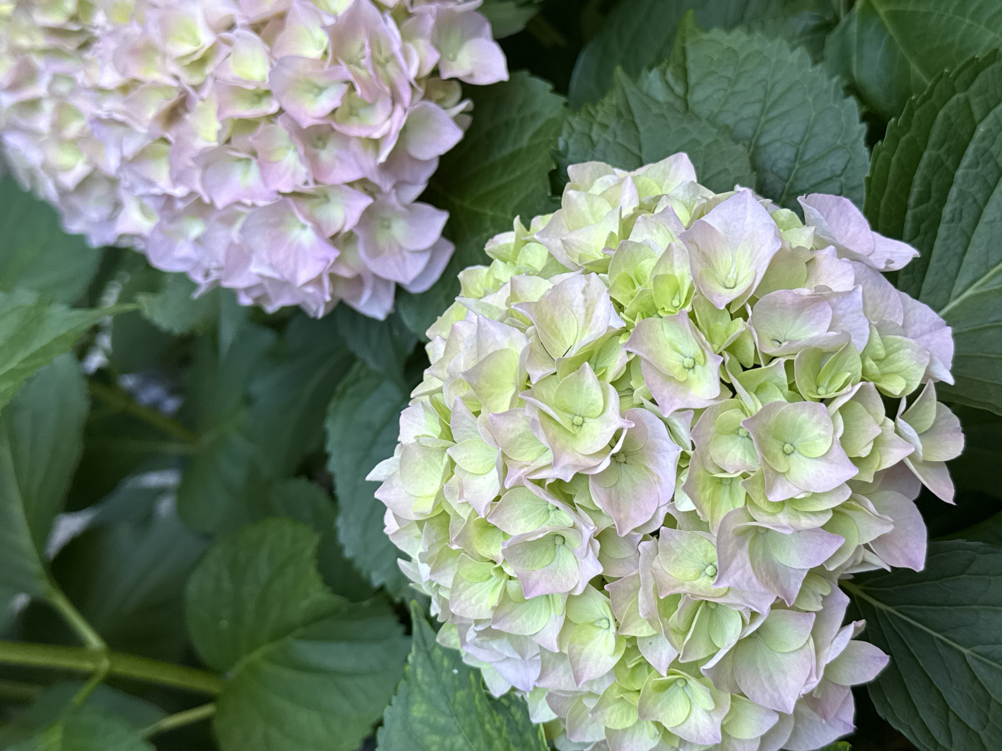 The image is a close-up, vertical shot of two clusters of hydrangeas. The foreground cluster is predominantly light green with hints of pale pink around the edges of its florets. The background cluster is further away and appears to be a softer shade of pale pink and light green. Both flower clusters are surrounded by lush, dark green hydrangea leaves. The lighting suggests it is daytime, and the focus is sharp on the flowers. There are no people or other discernible objects in the scene. The image does not contain any visual cues that would indicate its location within the city of Sozopol, Bulgaria.