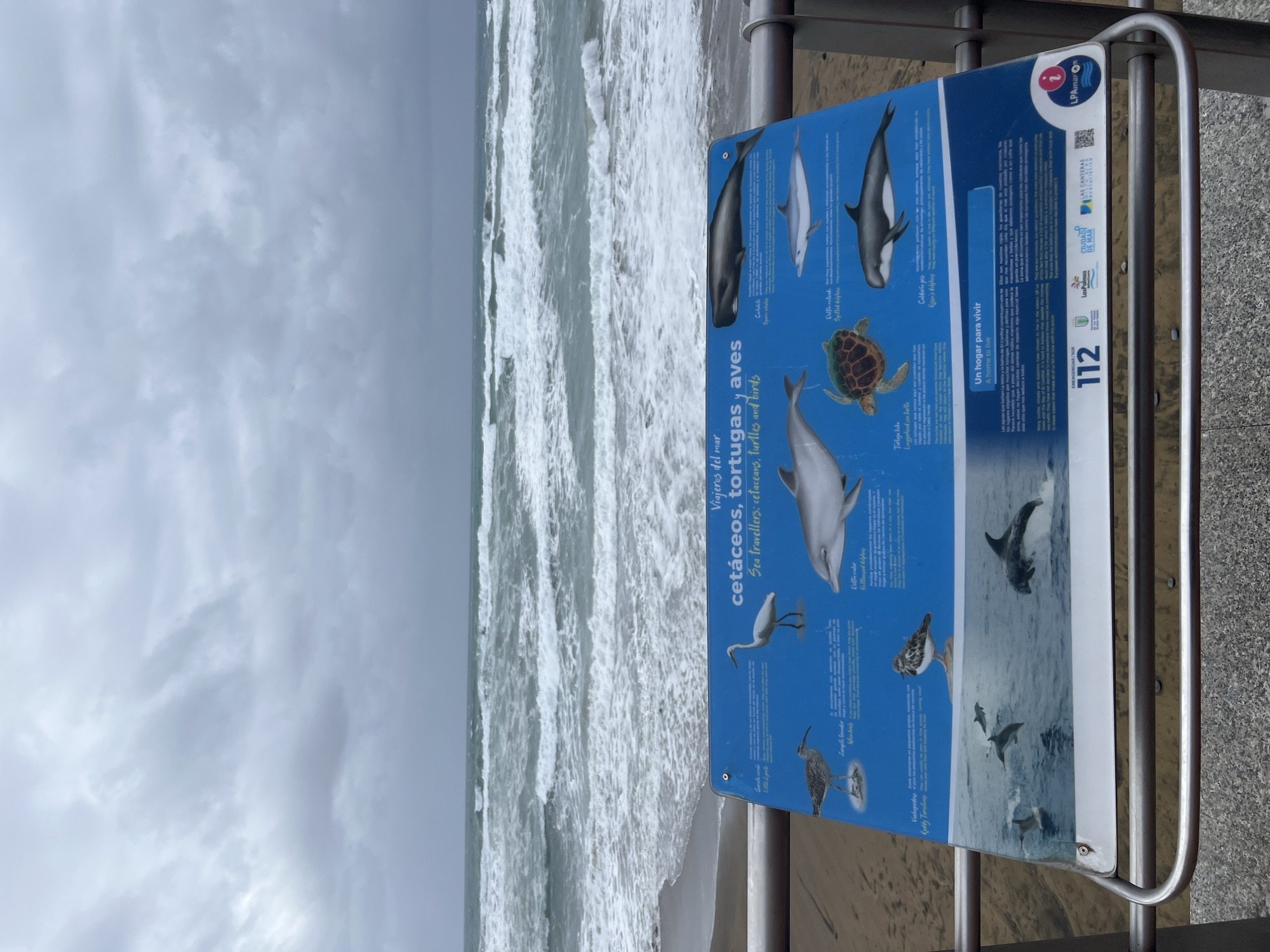 The image shows a beach scene in Las Palmas De Gran Canaria, Spain, with the ocean visible in the background under an overcast sky. In the foreground, a sign mounted on a metal frame displays information about cetaceans, turtles, and birds, including images of various species. The sign also includes information about the area being a habitat and contact details for emergencies.