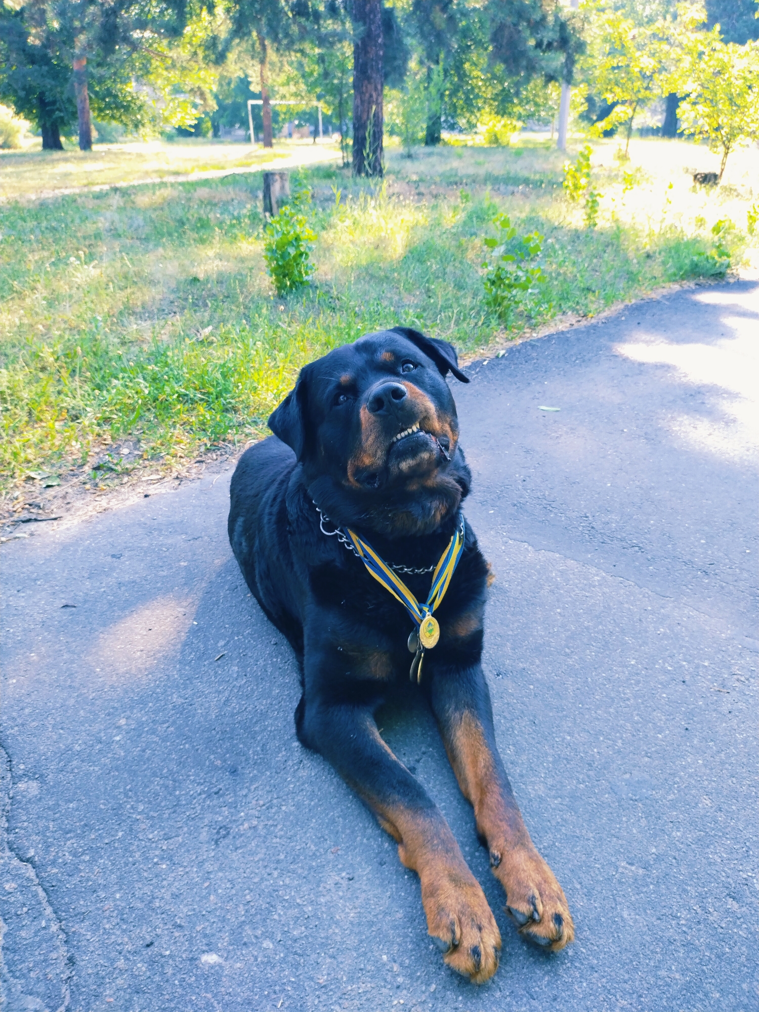 A Rottweiler dog is lying on a paved path in a park. The dog is black and tan and is wearing a collar with a medal. The background shows trees and grass, with sunlight filtering through the leaves. The image is taken from a low angle, looking up at the dog. The location is the city of Horishni Plavni, Ukraine.