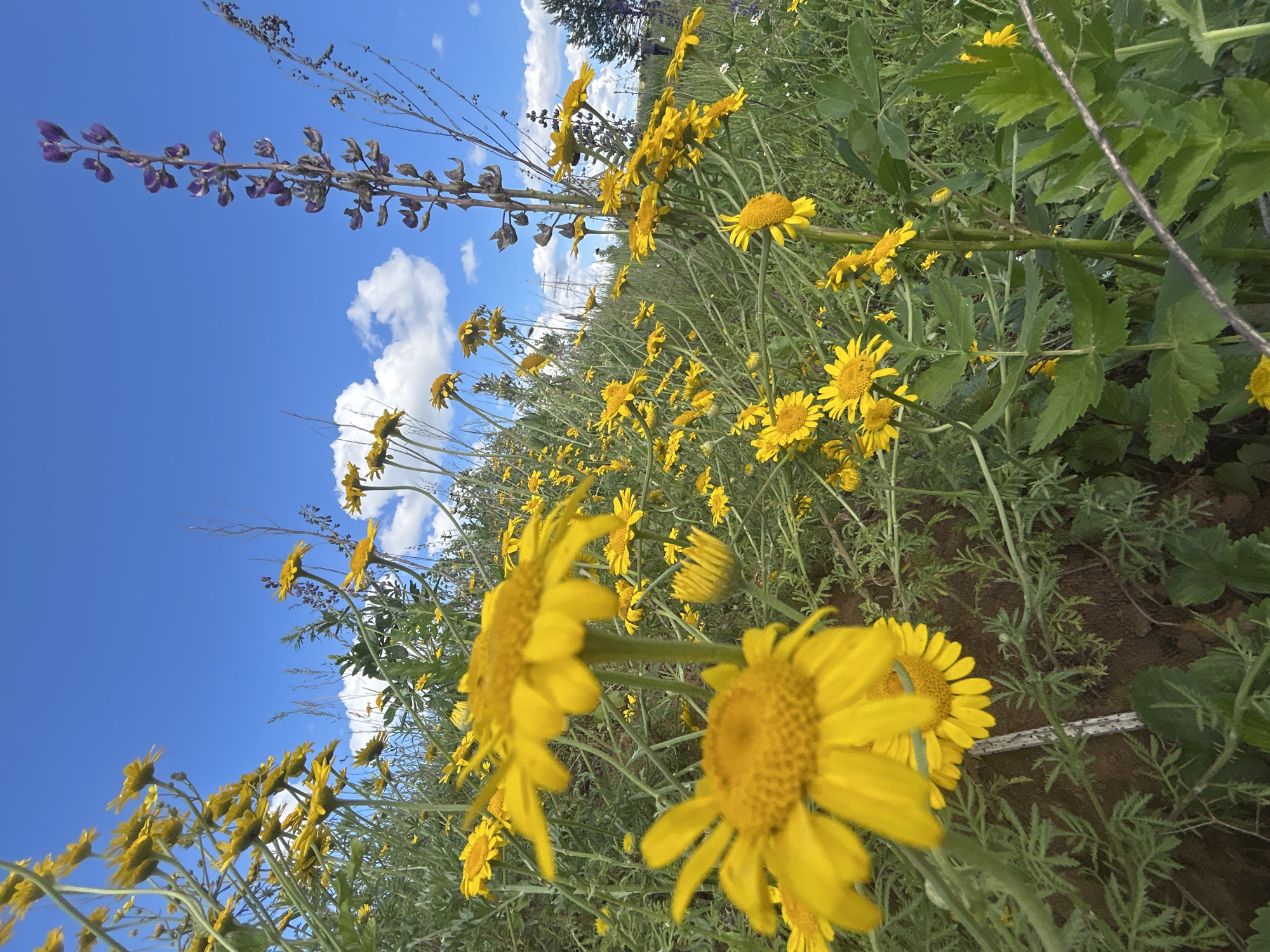 A low-angle outdoor, medium shot captures a field of yellow wildflowers under a bright blue sky with scattered white clouds. In the foreground, two large yellow daisies are prominently displayed, with the one on the left slightly out of focus. The background is filled with a dense growth of similar yellow flowers and taller, slender plants with purplish flower spikes. Green foliage and thin stems dominate the mid-ground. The terrain appears to be a gentle slope with exposed brown soil in the lower left corner. In the far background, trees are visible, hinting at a natural or park-like setting. The scene is likely located in Верх-Рождество, Russia, given the context.