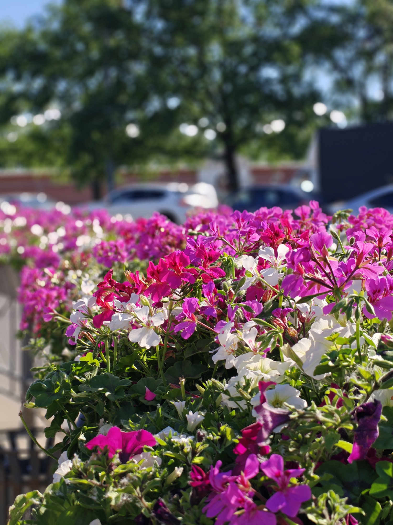 The image shows a close-up of a planter filled with vibrant pink and white flowers, likely geraniums. The flowers are in focus in the foreground, with their delicate petals and green leaves creating a lush display. In the background, a blurred scene of a parking lot with cars and trees is visible under a bright, sunny sky. There are no people in the image. The scene appears to be outdoors, possibly in a commercial or public area. The location in Saint Petersburg, Russia is not discernible from the image.
