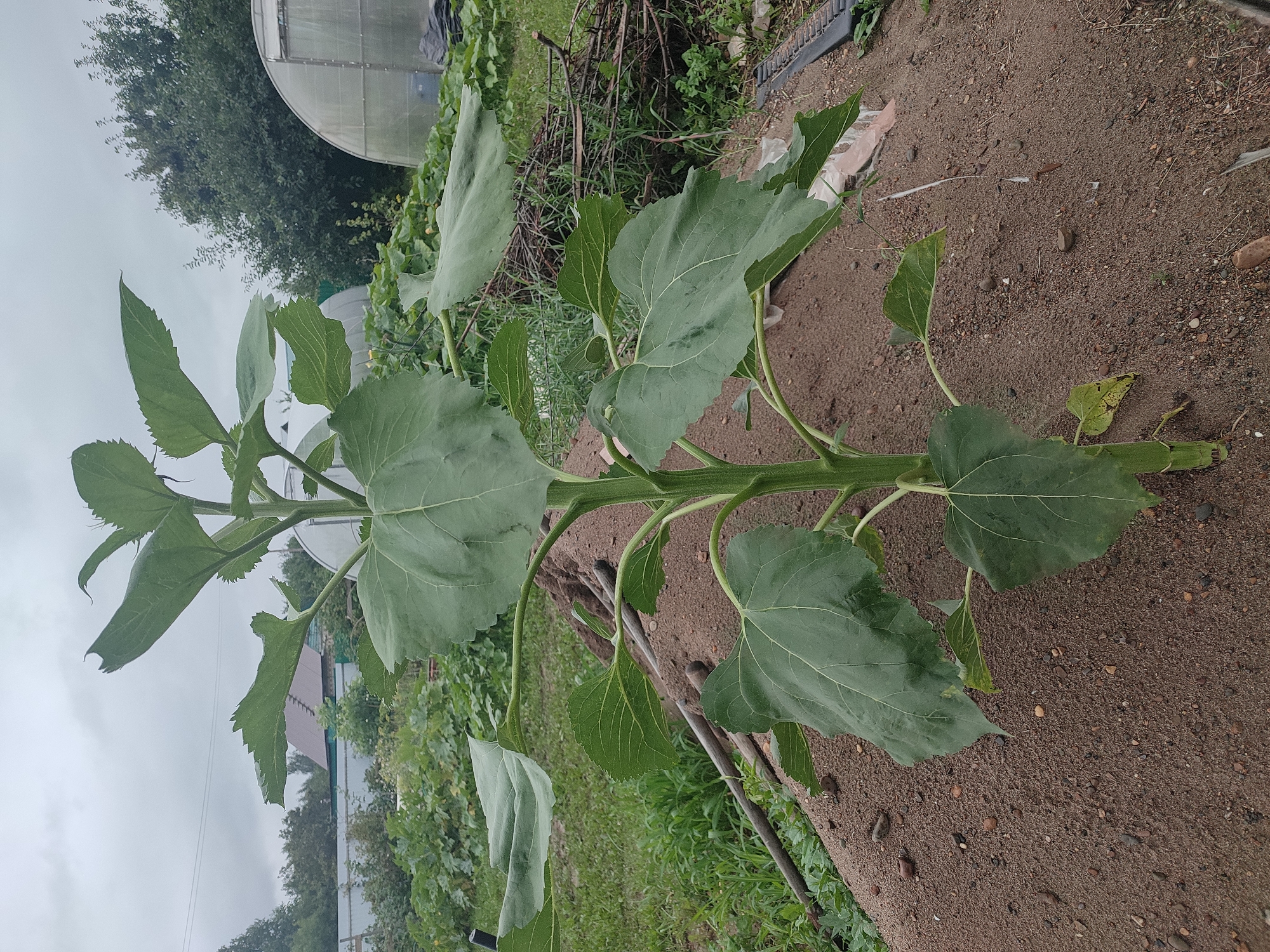 A young sunflower plant stands tall in the center of the frame, growing from a mound of dark sand. The plant has a thick green stalk and numerous large, dark green leaves with serrated edges. The leaves are arranged alternately along the stalk. The background shows a rural scene with a weathered greenhouse on the right, a pile of dry branches, and other vegetation. In the distance, a building with a dark roof and a power line are visible against a cloudy sky. The location is identified as Il'bukhtino, Russia.
