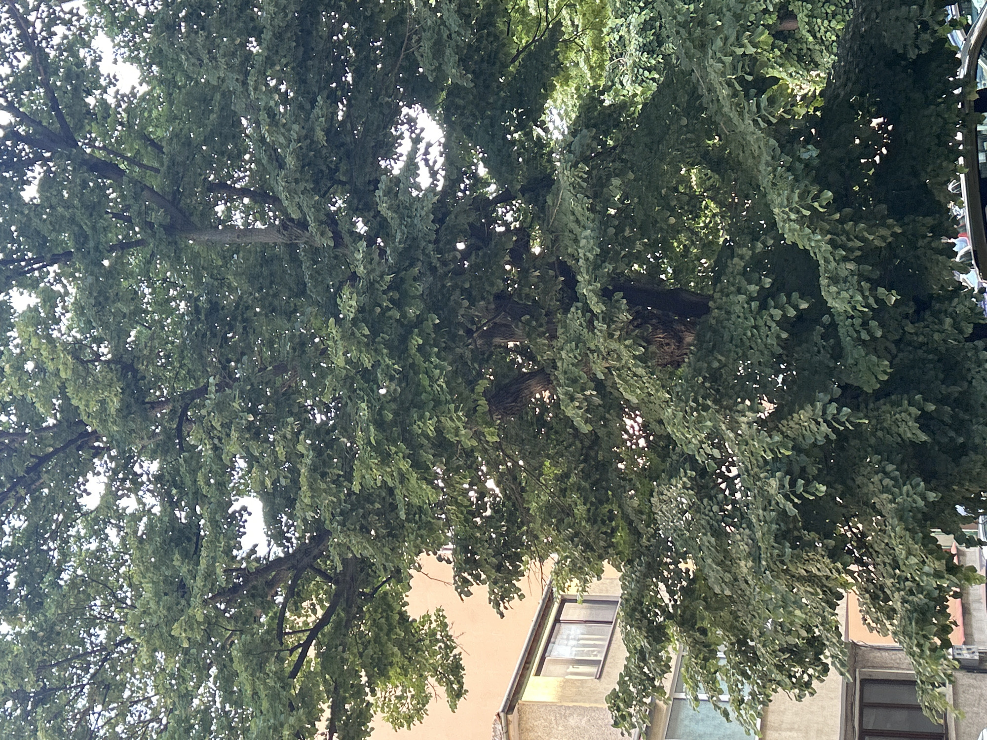 A dense, mature deciduous tree with abundant green foliage dominates the central and right portions of the vertical image, extending from the bottom to the top. Sunlight filters through the canopy, creating bright translucent spots among the leaves. To the left, a multi-story building with a light beige, textured facade is partially visible. A window with a light-colored frame and a visible gutter system are present on this building. Further back and to the upper left, a section of another building with a pale orange facade is discernible through the tree branches. At the very bottom, the metallic roof of a vehicle, likely a car, is partially visible, obscured by the lower foliage. The scene depicts an urban environment within the city of Varna, Bulgaria.