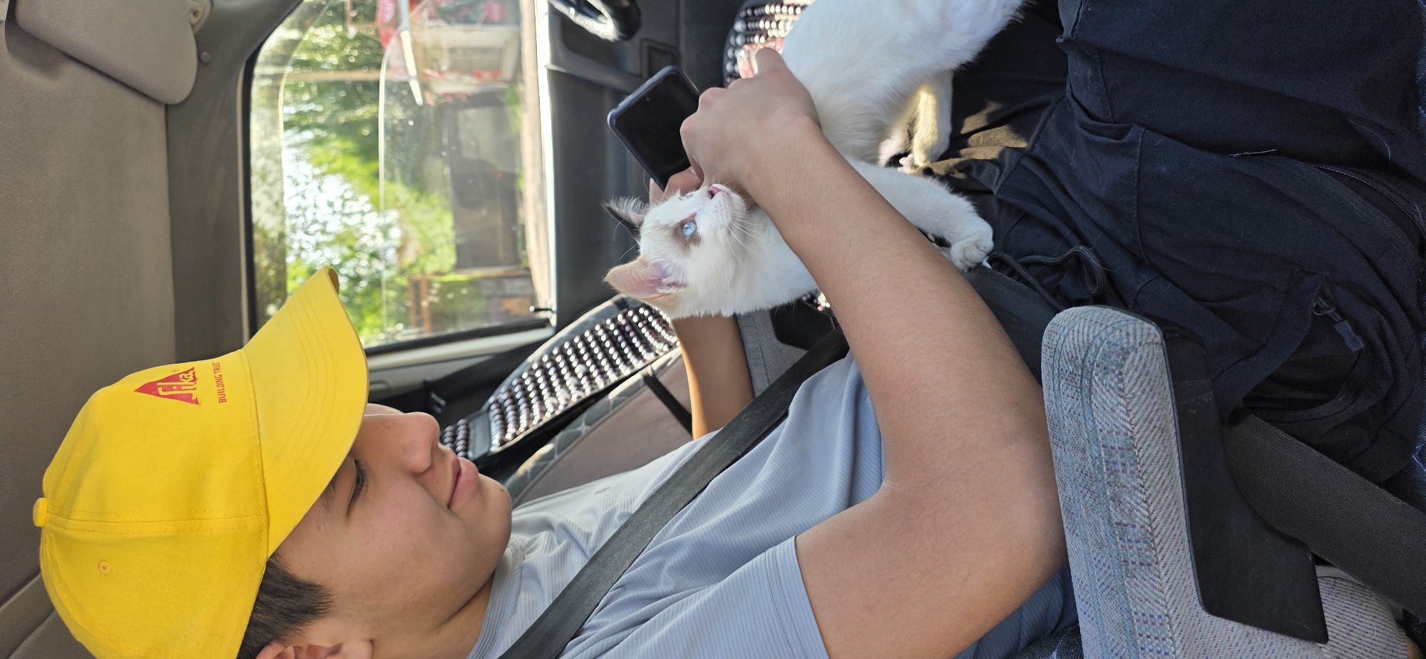 In the city of Sasyk-Bulak, Kyrgyzstan, a young person wearing a yellow baseball cap and a gray t-shirt is seated inside a vehicle, holding a white kitten with blue eyes. The person is wearing a seatbelt. The kitten is positioned on the person's lap and the person's hands are around the kitten. A black smartphone is visible in the person's right hand. The background of the image shows greenery and buildings, suggesting an outdoor setting. The interior of the vehicle is visible, with car seats and a dashboard.