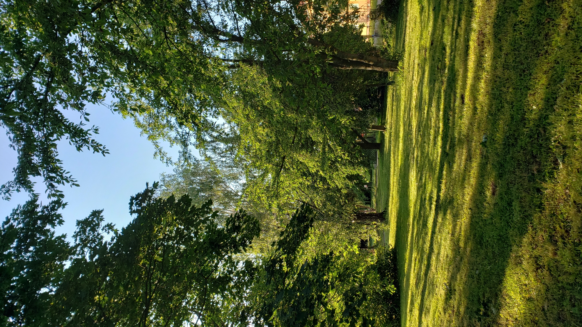 The image depicts a sunlit park with lush green grass and mature trees. The sun is low in the sky, casting long shadows across the lawn, indicating it is either early morning or late afternoon. The trees, some with dense foliage and others with lighter leaves, frame the scene and create a dappled light effect. In the background, there are glimpses of buildings and other trees, suggesting an urban park setting. The sky is clear and blue. The location is identified as a park in the city of Prešov, Slovakia. There are no people or animals visible in the image. The overall impression is one of tranquility and natural beauty within an urban environment.
