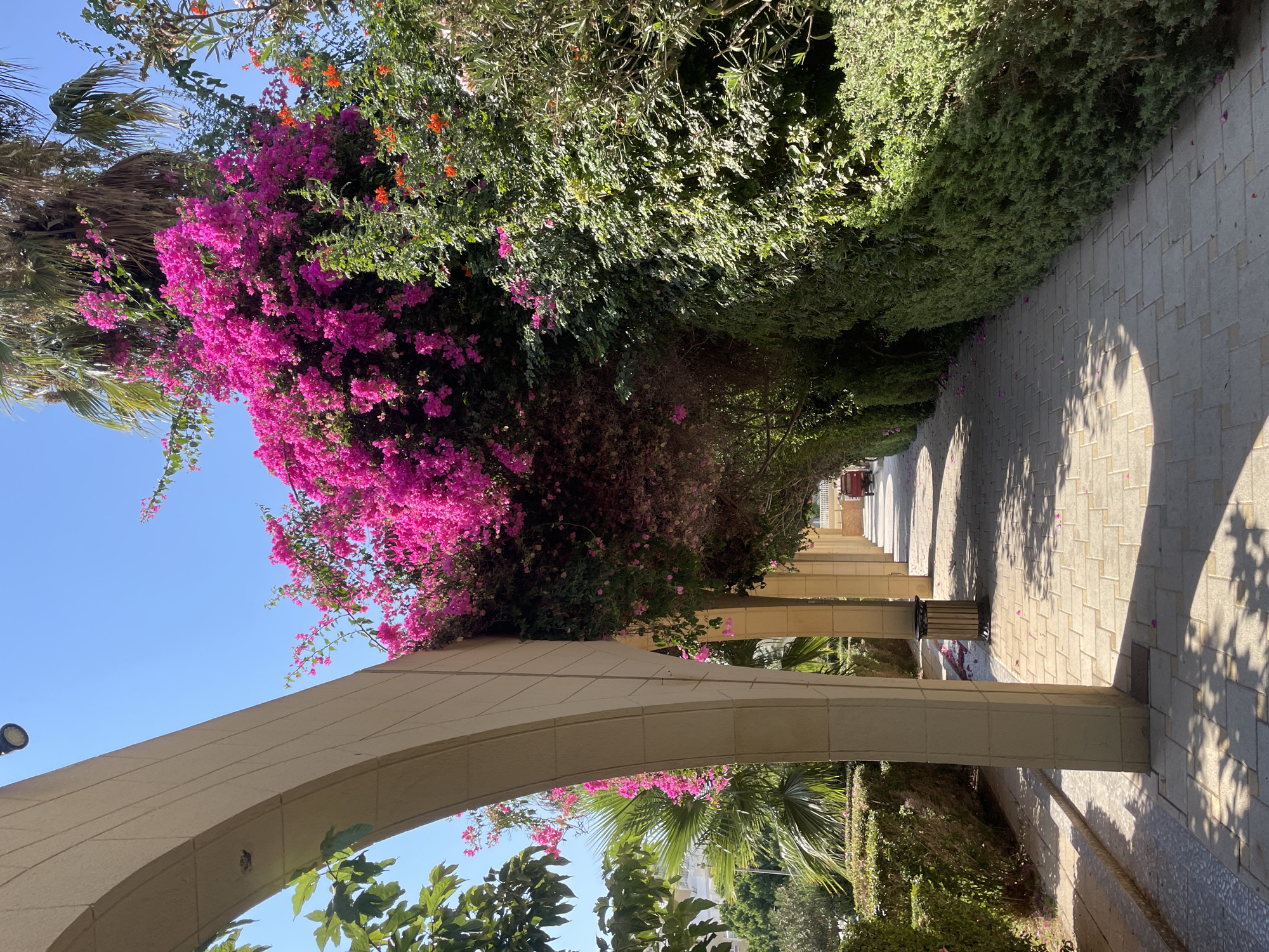 The image shows a sunlit stone arched walkway lined with lush green hedges and vibrant pink bougainvillea flowers. The walkway is paved with light-colored rectangular stones, and dappled shadows from overhead foliage create a checkered pattern on the ground. To the left, the walkway is bordered by stone pillars and arches that form a tunnel-like structure, with manicured bushes and trees visible beyond. To the right, the walkway is enclosed by a dense, trimmed green hedge. In the background, palm trees rise above the foliage, and the sky is a clear, bright blue. A dark trash receptacle is visible near one of the arches. The scene appears to be a well-maintained outdoor public space, possibly a garden or park in Trikomo, Northern Cyprus. There are no people visible in the image, but the presence of a walkway and trash receptacle suggests a place frequented by visitors. The overall atmosphere is peaceful and natural.