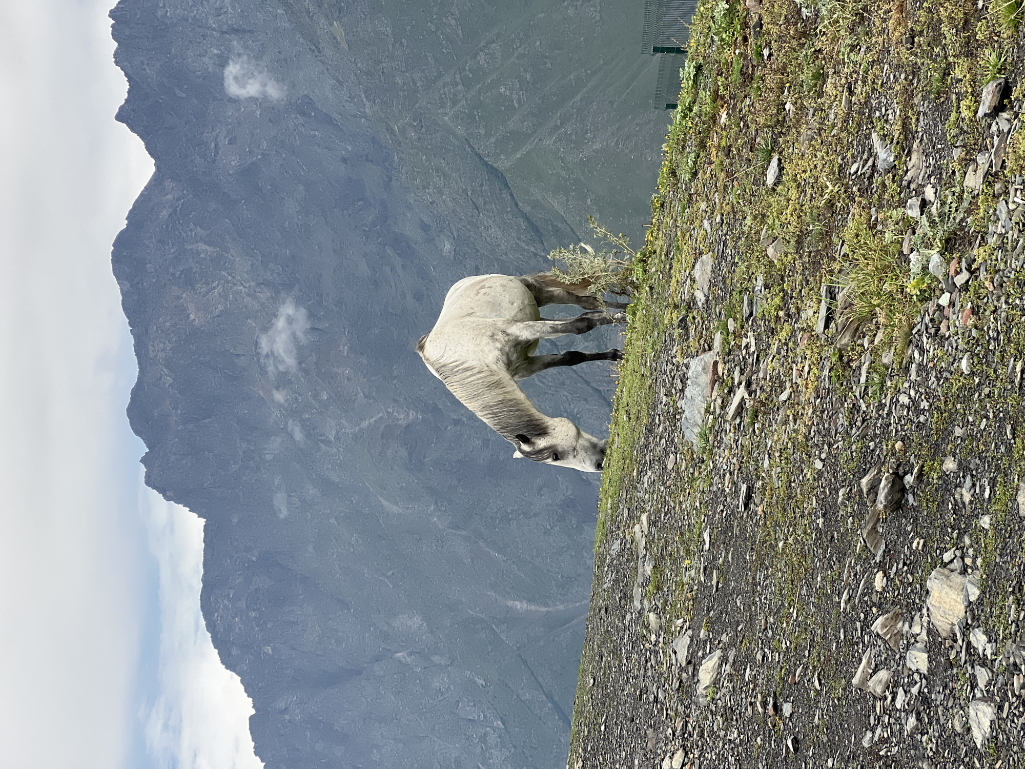 A white horse is grazing on a grassy slope in front of a mountain range. The horse is facing left and its head is down, eating grass. The slope is covered in rocks and sparse vegetation. The mountain range is large and imposing, with rocky peaks and a few clouds. The sky is overcast. The location is Gergeti, Georgia.