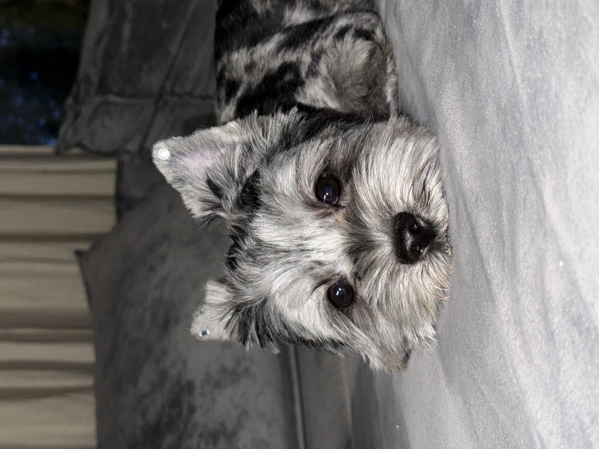 This media file features a close-up, upside-down shot of a small dog with merle fur. The dog has a black nose and dark, expressive eyes that reflect light. Its fur is a mix of gray and black, with longer, lighter gray fur around its face and ears. The dog is lying on a soft, textured gray surface, likely a blanket or upholstery. One of the dog's ears has a small, shiny stud or piercing. The background is out of focus, showing hints of darker fabric and what appears to be horizontal blinds or slats. The lighting suggests it might be indoors, possibly at dusk or night, given the limited light and potential reflections from a window. The dog's pose and the close cropping suggest it is the primary subject. No text is visible in the image.