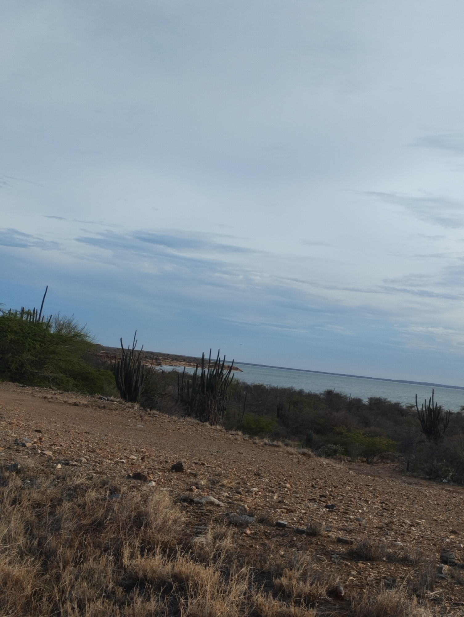 The image depicts a dry, arid landscape with sparse vegetation, likely characteristic of a coastal or semi-arid region. In the foreground, a dirt path or unpaved road slopes downwards, covered with small stones and dry grass. Various types of cacti, including tall, columnar varieties, are scattered throughout the scene. Beyond the immediate foreground, a body of water, likely the sea or a large lake, is visible under a cloudy sky. The vegetation appears dry and sparse, with some low-lying bushes and trees. The overall impression is one of a natural, undeveloped environment.
Without additional information or context, it is impossible to definitively identify the specific location in La Guaira, Venezuela, or to describe any people, actions, or interactions. The image primarily captures a natural landscape.