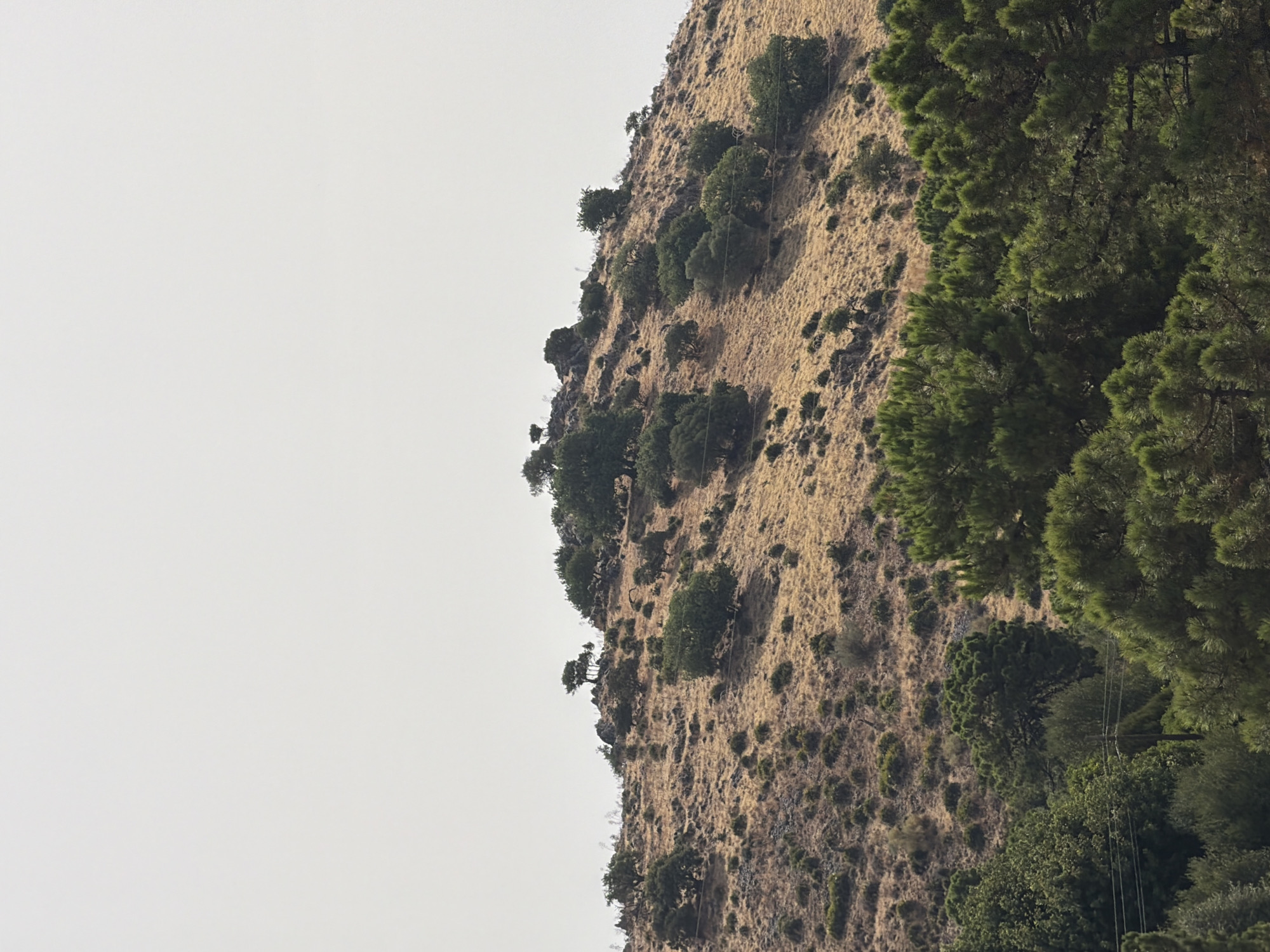 The image depicts a steep, dry hillside with sparse vegetation and scattered trees, set against a pale, overcast sky. The terrain is a mix of rocky outcrops and dry, yellowish grass, indicative of a Mediterranean climate. Several deciduous trees with dark green foliage are dotted across the slope, some appearing stunted due to the arid conditions. In the foreground and along the right edge of the image, a dense cluster of coniferous trees, likely pine trees, dominates, their dark green needles creating a stark contrast with the lighter hues of the hillside. Subtle signs of human presence are visible in the form of thin wires stretching across the hillside, possibly part of a telecommunication line or fencing. The overall impression is one of a natural, rugged landscape, potentially in a semi-arid region. The lighting suggests it could be daytime, but the overcast sky diffuses the sunlight, leading to soft shadows and a muted color palette. There is no discernible text or text-like markings in the image.
