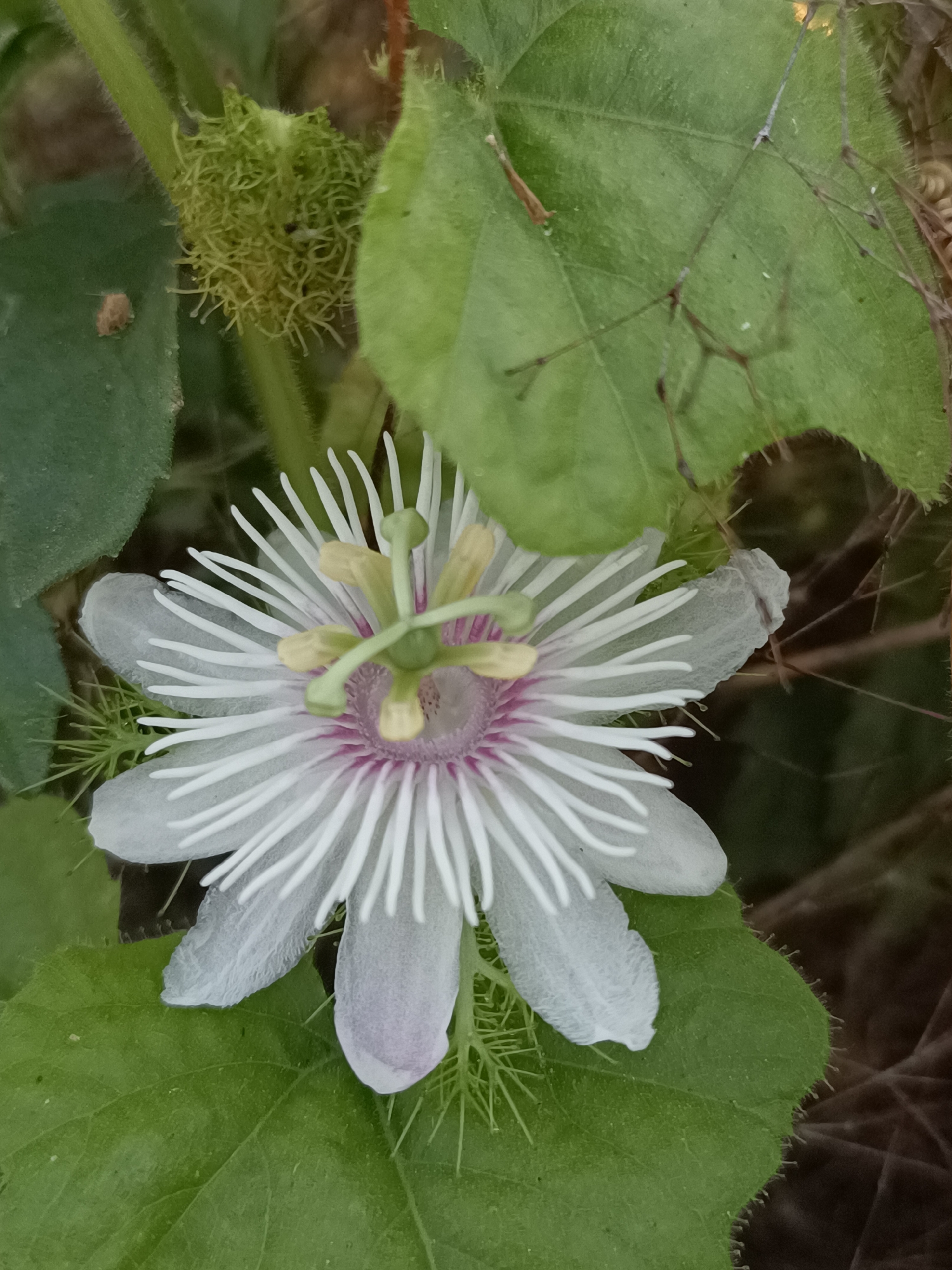 A close-up, eye-level shot captures a delicate white and purple passionflower in bloom, centered against a backdrop of lush green foliage. The flower's intricate corona, composed of numerous fine, white filaments with touches of purple and yellow, is the focal point. Some of the petals are slightly translucent, revealing the detailed structure beneath. To the upper left of the flower, a small, spiky, green fruit is visible, hinting at the plant's reproductive cycle. The surrounding leaves are broad and textured, with some showing fine hairs along their edges. The lighting suggests it is daytime, possibly late afternoon or early morning, with soft light illuminating the flower. The image appears to be taken in a natural setting, potentially a garden or wild area, with no visible signs of human activity or structures. The location in Meunasah Pupu, Indonesia, implies a tropical or subtropical environment, consistent with the vibrant plant life depicted.