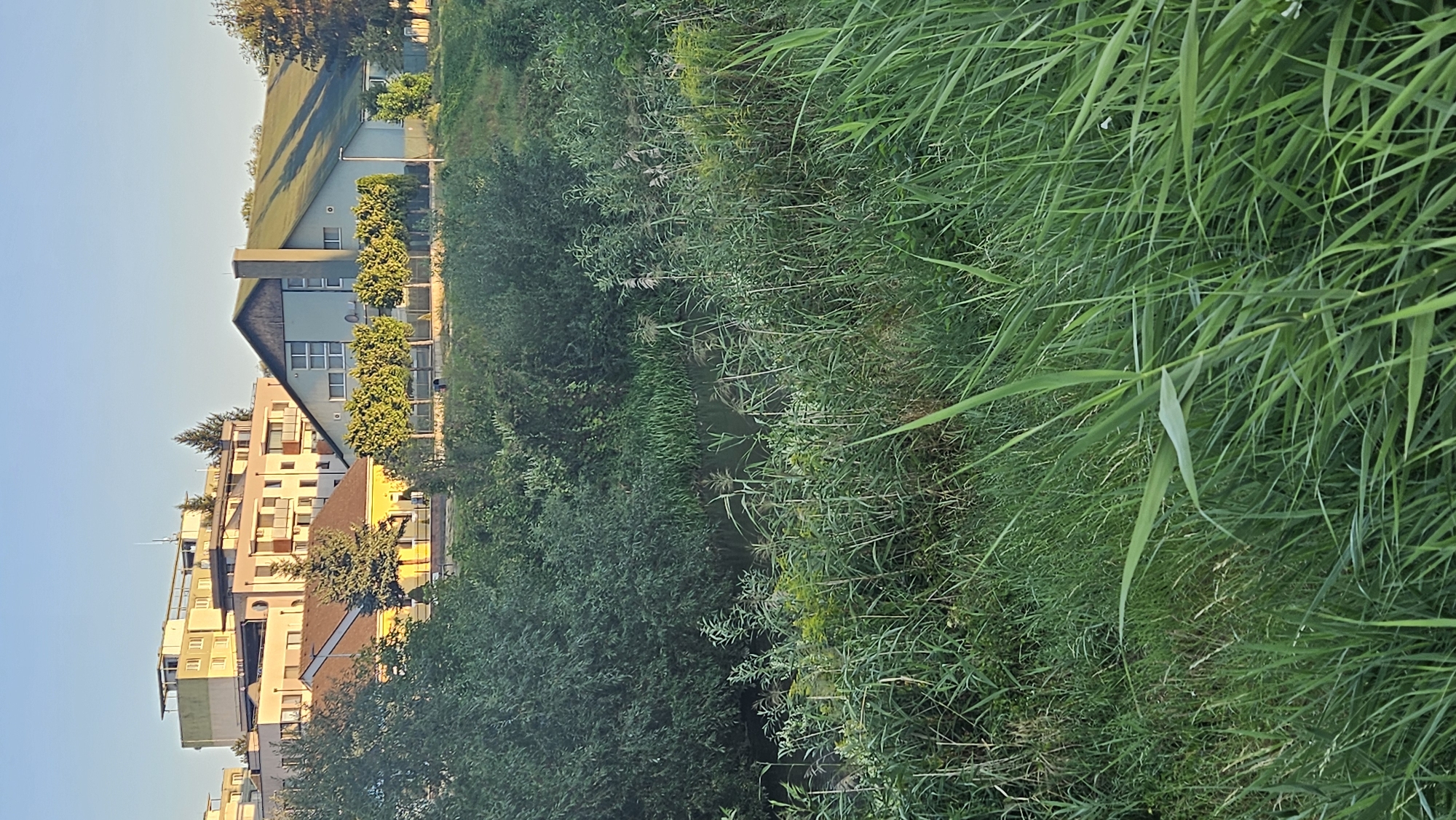 The image depicts a canal or small river bordered by dense green vegetation in the foreground and middle ground. In the background, a suburban or urban landscape is visible, with several buildings. On the left, there are apartment buildings with balconies, and a smaller yellow building with a dark roof. To the right of these, a larger, modern-looking building with a distinctive sloping green roof and a prominent chimney stands. A row of manicured trees lines the area between the buildings and the vegetated bank. The sky above is clear and blue. This scene is consistent with the area near the Sekčov district in Prešov, Slovakia, specifically along the Sekčovský potok (Sekčov stream) where it flows through more developed areas. No people or animals are visible in the image. The lighting suggests it is either early morning or late afternoon.