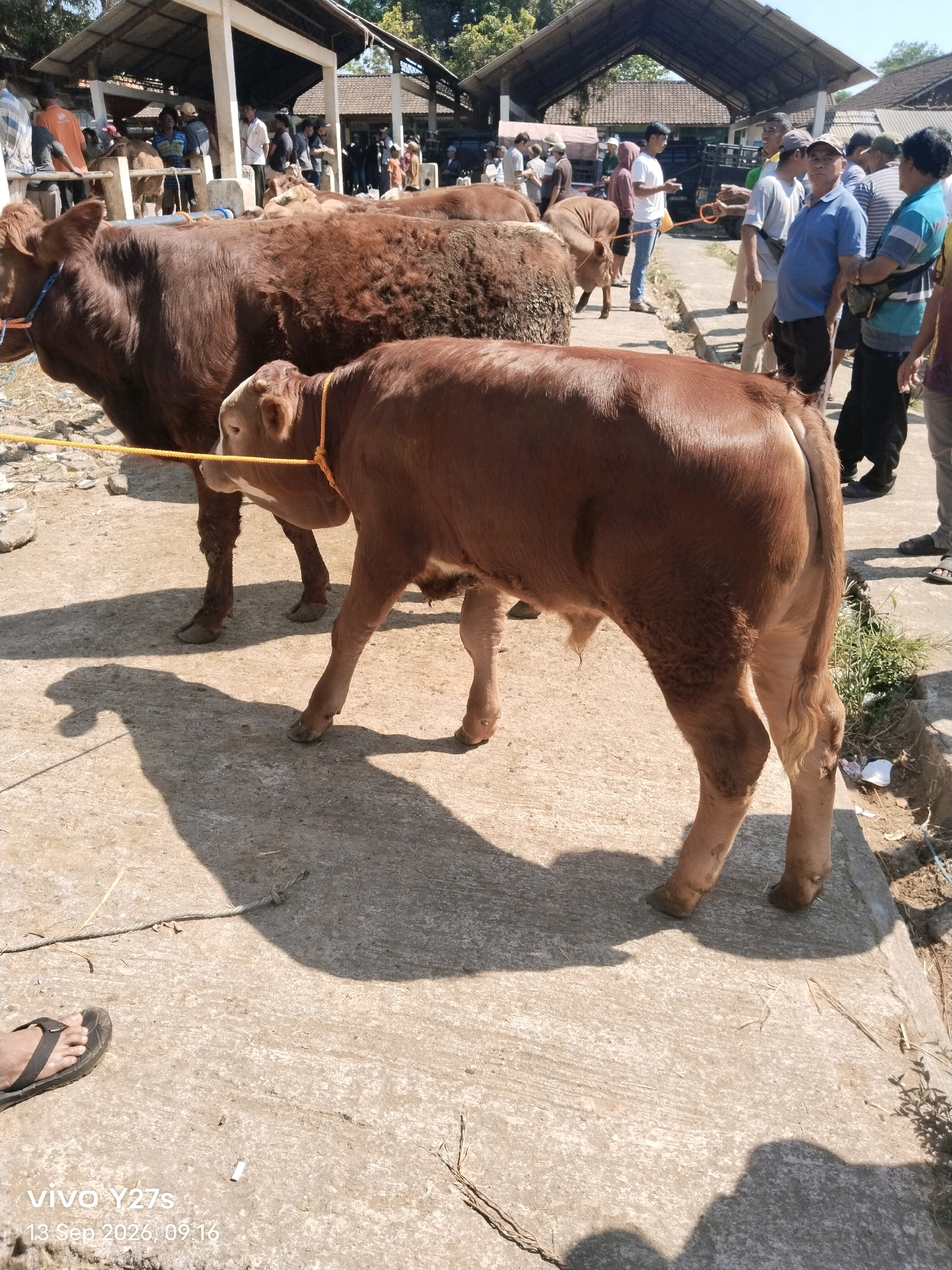 The image depicts an outdoor market scene in Wonosido, Indonesia. In the foreground, two brown cattle are present. The larger cow on the left is mostly visible from the head to its hindquarters. A younger, lighter brown calf is positioned in front of it, facing right. Both animals are tethered with yellow ropes. The ground is paved with concrete, and shadows are cast by the animals and an overhead structure.
In the background, a covered structure with pillars and a corrugated roof is visible, typical of market stalls. Several people are gathered around the cattle and within the market area. They are dressed in casual clothing, with some wearing hats. The individuals appear to be interacting with the animals, possibly for a sale or auction.
The environment is bright and sunny, suggesting daytime. The presence of people, livestock, and market infrastructure indicates a commercial activity, likely a livestock market. The overall scene is consistent with a rural or semi-urban market setting in Indonesia.