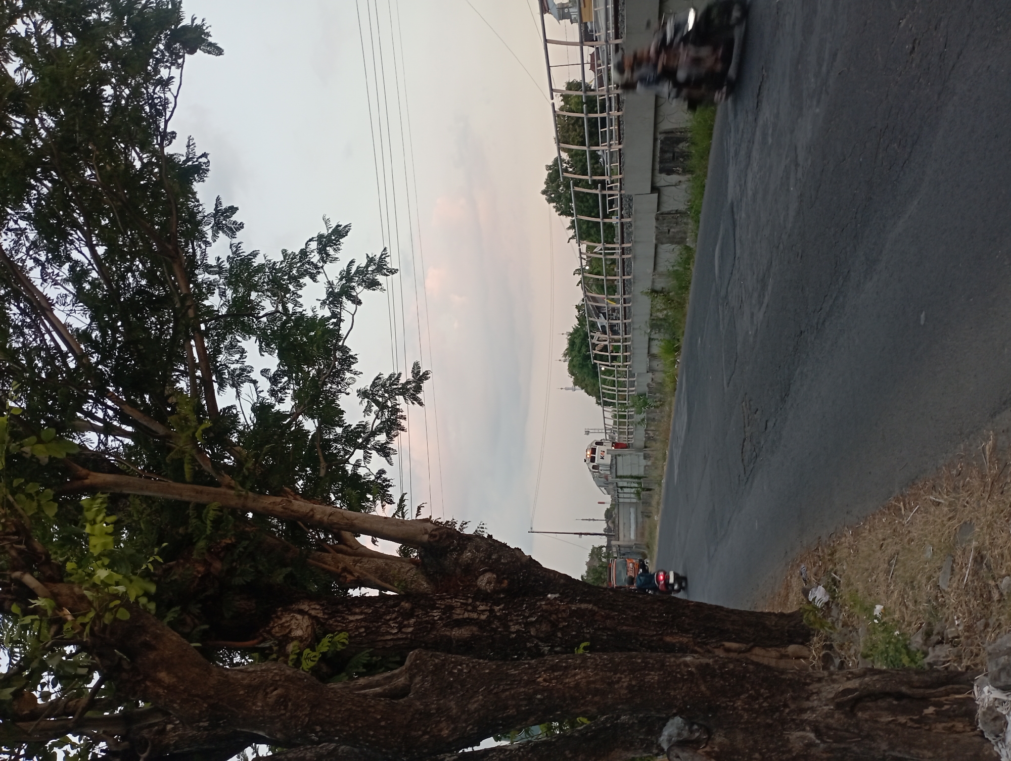 The image captures a street scene in Surakarta, Indonesia, with a focus on the right side of the road. Dominating the left foreground is the thick, textured trunk of a large tree, its branches extending upwards and to the right, partially obscuring the sky. The road itself is asphalt and shows signs of wear and cracking. Two motorcycles are visible on the road; one, red and white, is further down the road on the left, with a single rider. To the far right, another motorcycle is in motion, appearing blurred due to its speed, with at least two individuals riding it.
Beyond the road, a raised concrete structure with a metal railing runs horizontally across the midground. A train, primarily white with red accents and the letters "KAI" visible, is stationary on tracks behind the railing. In the distance, more trees and buildings, including what appears to be a mosque with a minaret, are visible against a pale, cloudy sky with hints of pink from sunset. Utility wires are strung across the upper portion of the image. The verge on the left side of the road is covered in dry grass, weeds, and some litter.