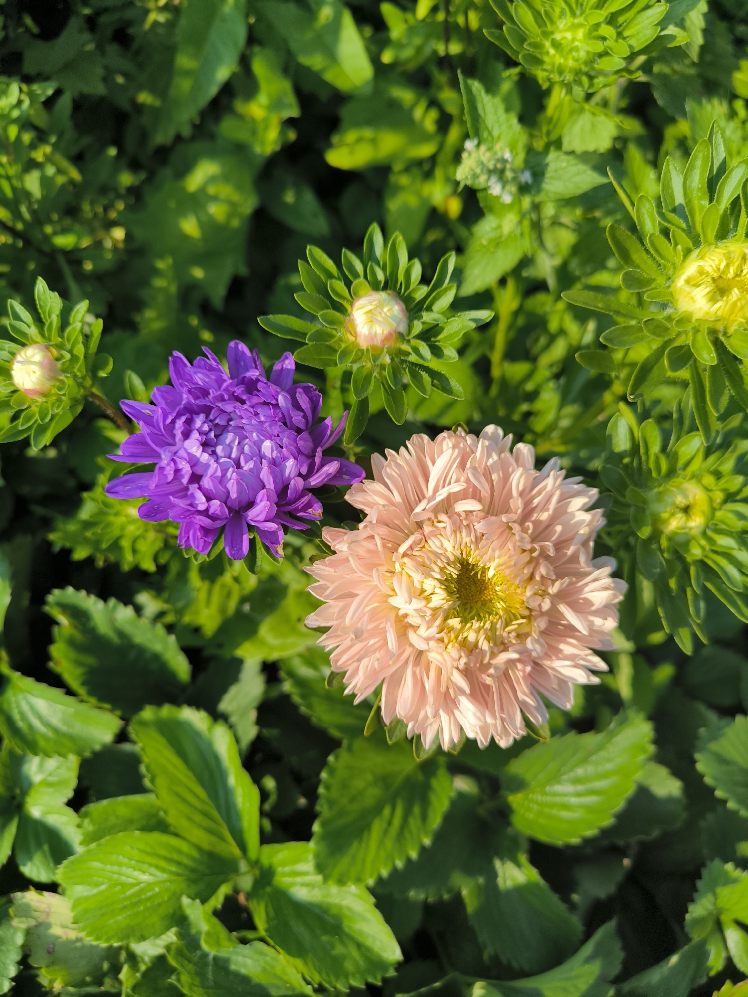 The image shows a close-up of two asters in a garden. One aster is a vibrant purple, and the other is a soft peachy-pink. Both flowers have dense, multi-petaled blooms. Several green buds and leaves surround the flowers, creating a lush backdrop. The lighting suggests it is daytime, with sunlight illuminating the scene and casting shadows. The image does not depict any specific location within Nizhniye Vyazovye, Russia, as there are no landmarks or context to indicate this.